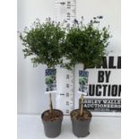 TWO CEANOTHUS IMPRESSUS STANDARD TREES 'VICTORIA' IN FLOWER APPROX 110CM IN HEIGHT IN 3LTR POTS PLUS