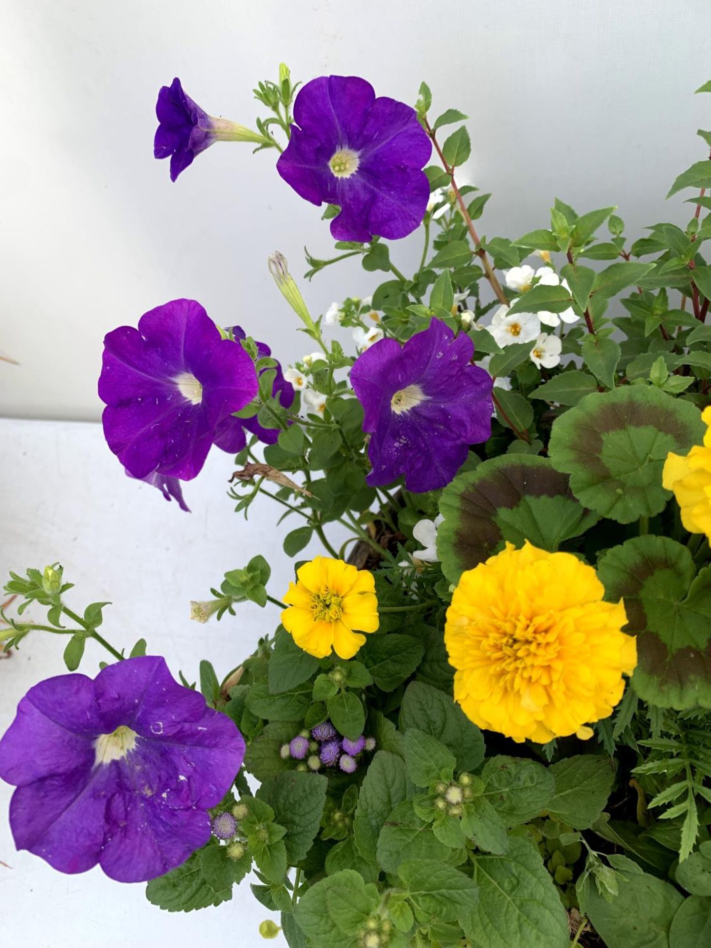 TWO LARGE TUBS PLANTED WITH VARIOUS PLANTS INC MARIGOLDS PETUNIAS FUCHSIA BACOPA ETC IN 10 LTR - Image 7 of 8