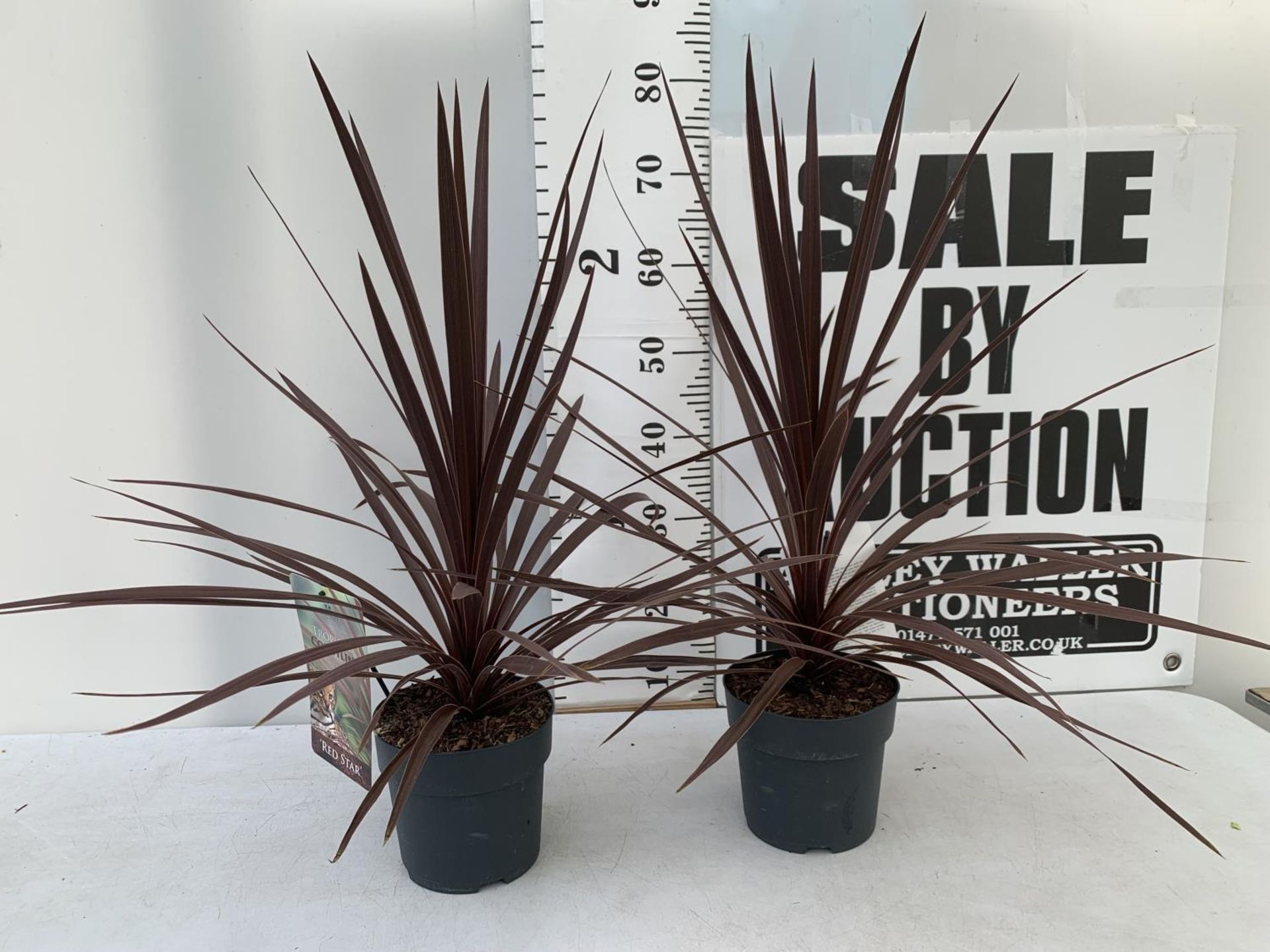 TWO CORDYLINE AUSTRALIS RED STAR IN 2 LTR POTS HEIGHT 80CM PLUS VAT TO BE SOLD FOR THE TWO - Image 2 of 8