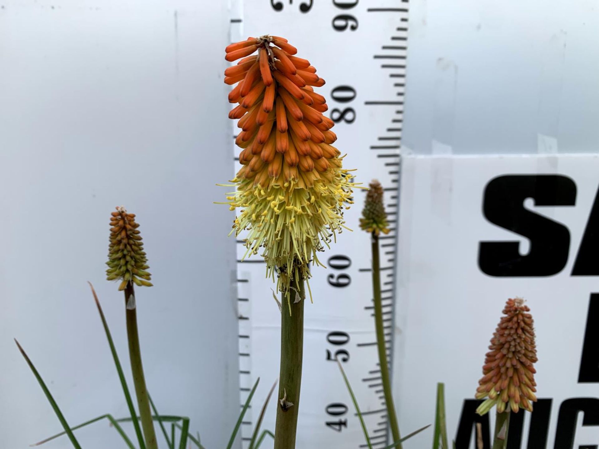 THREE KNIPHOFIA RED HOT POKER 'FLAMENCO' IN 2 LTR POTS APPROX 70CM IN HEIGHT PLUS VAT TO BE SOLD FOR - Bild 3 aus 6