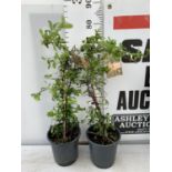 TWO PYRACANTHA 'SUNNY STAR' IN 2 LTR POTS IN 80CM IN HEIGHT PLUS VAT TO BE SOLD FOR THE TWO