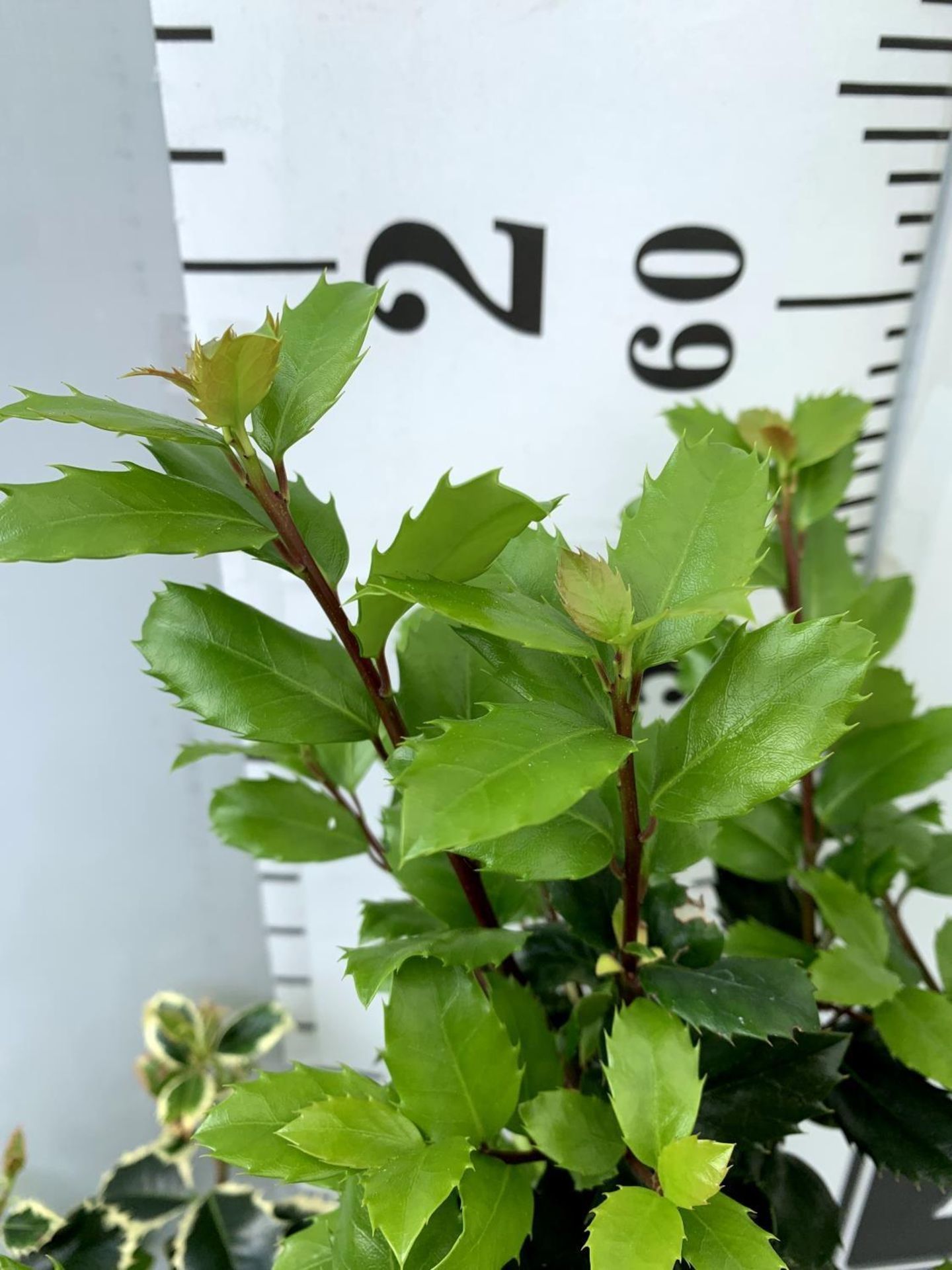 TWO ILEX AQUIFOLIUM HOLLY 'BLUE PRINCE' AND ARGENTEA MARGINATA' IN 2 LTR POTS APPROX 60CM IN - Image 8 of 12