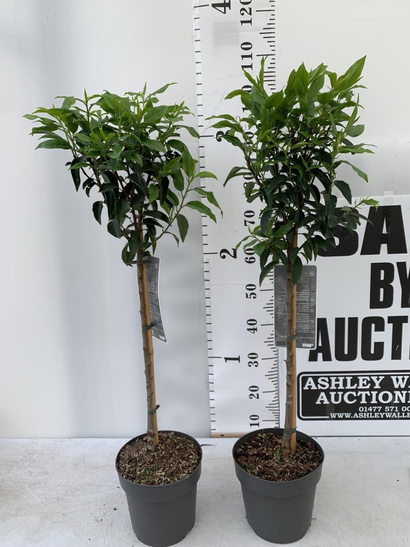 TWO PRUNUS LUSITANICA 'ANGUSTIFOLIA' STANDARD TREES APPROX ONE METRE IN HEIGHT IN 3LTR POTS PLUS VAT