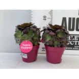 TWO AEONIUM ARBOREUM VELOURS IN 1 LTR POTS 30CM IN HEIGHT PLUS VAT TO BE SOLD FOR THE TWO