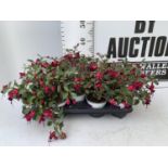 NINE FUCHSIA BELLA IN 20CM POTS 20-30CM TALL TO BE SOLD FOR THE NINE PLUS VAT