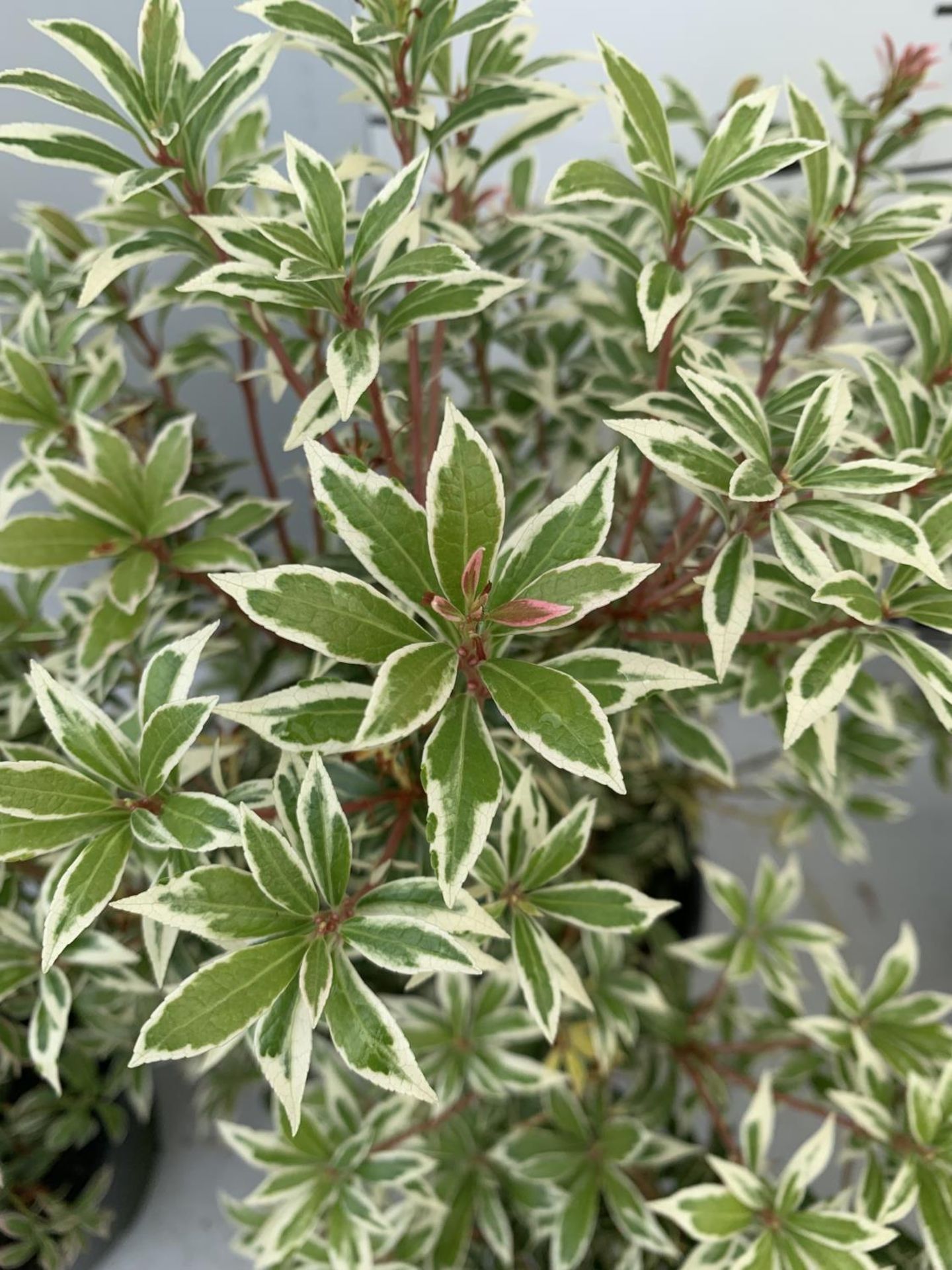 FOUR PIERIS LITTLE HEATH 45CM TALL IN 2 LTR POTS TO BE SOLD FOR THE FOUR PLUS VAT - Image 8 of 10