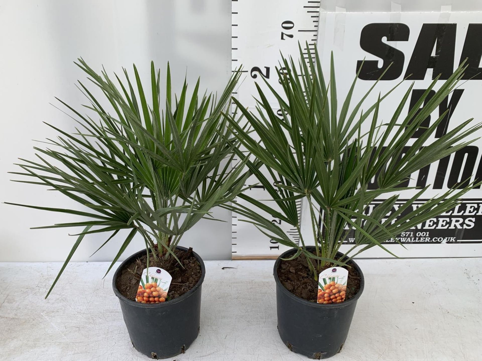 TWO CHAMAEROPS HUMILIS HARDY IN 3 LTR POTS APPROX 70CM IN HEIGHT PLUS VAT TO BE SOLD FOR THE TWO - Image 4 of 12