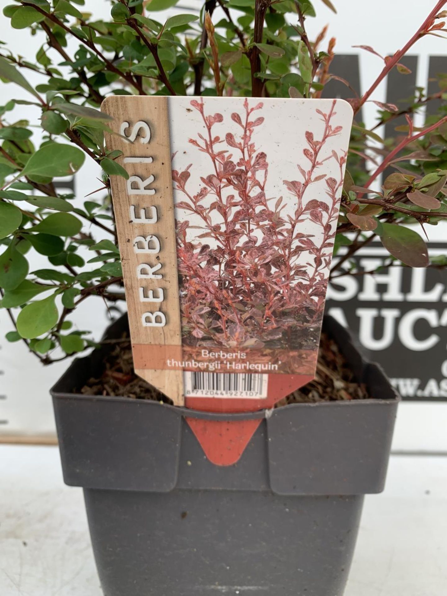 THREE ASSORTED BERBERIS THUNBERGII 'HARLEQUIN, TINY GOLD AND RUBY STAR' IN 2 LTR POTS PLUS VAT - Image 11 of 12