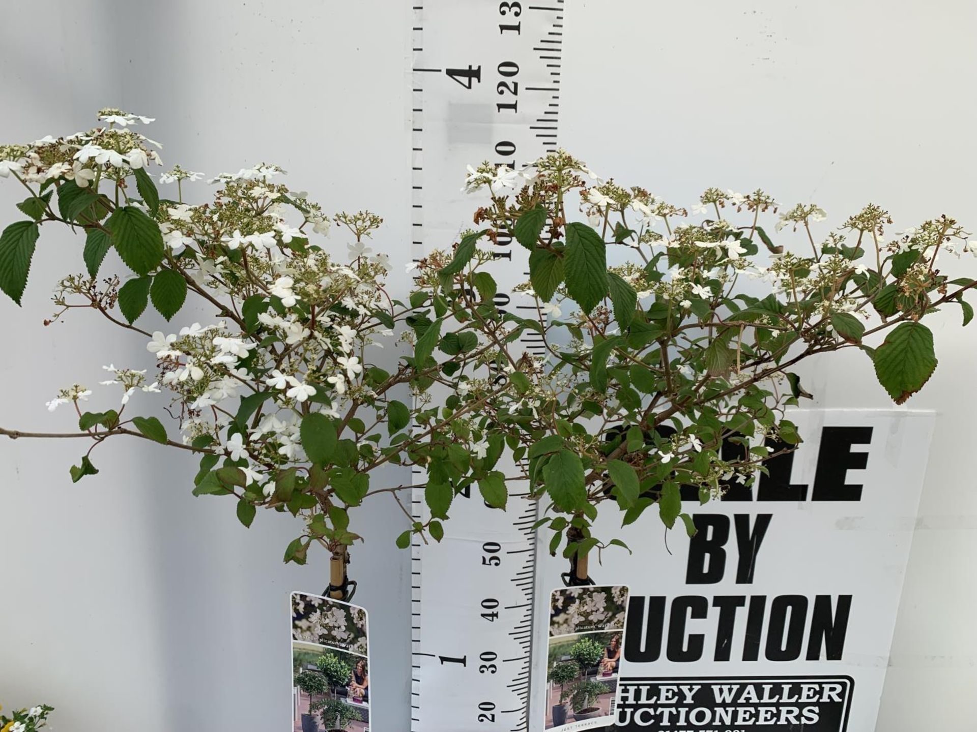 TWO VIBURNUM PLICATUM 'WATANABE' STANDARD TREES APPROX 120CM IN HEIGHT IN 3LTR POTS PLUS VAT TO BE - Image 4 of 10