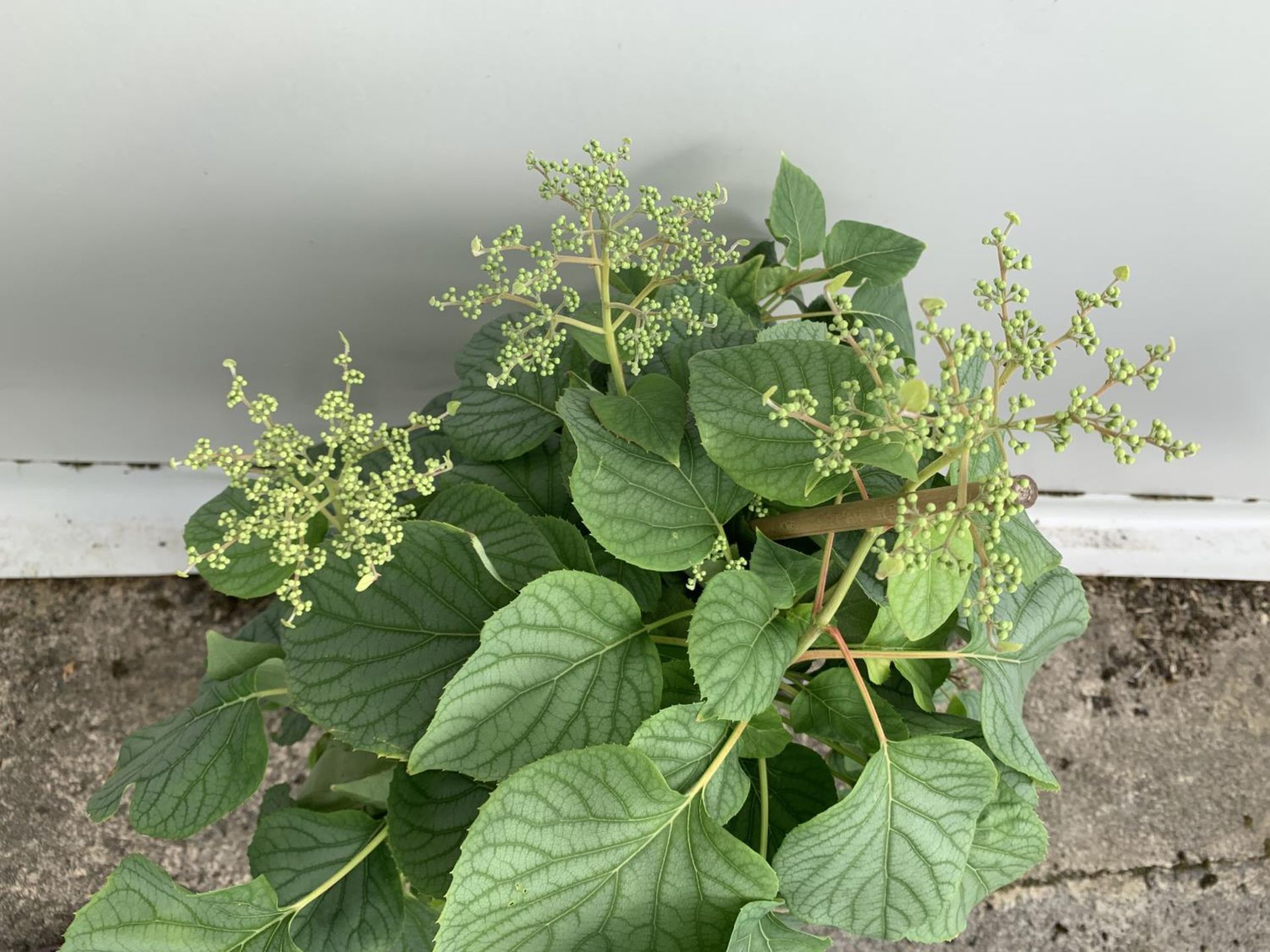 A SCHIZOPHRAGMA HYDRANGEA 'MOONLIGHT' IN A 7.5 LTR POT 130CM IN HEIGHT PLUS VAT - Image 9 of 14