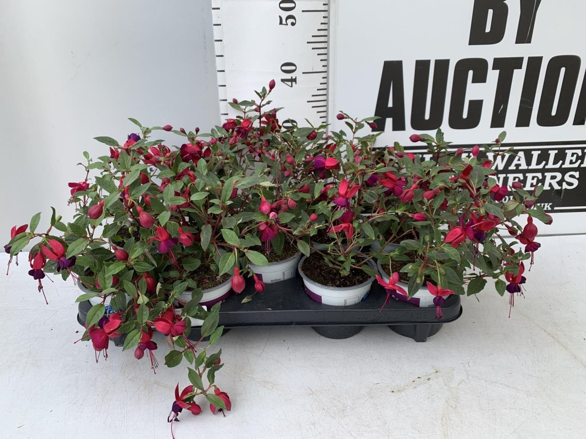NINE FUCHSIA BELLA IN 20CM POTS 20-30CM TALL TO BE SOLD FOR THE NINE PLUS VAT - Image 2 of 8