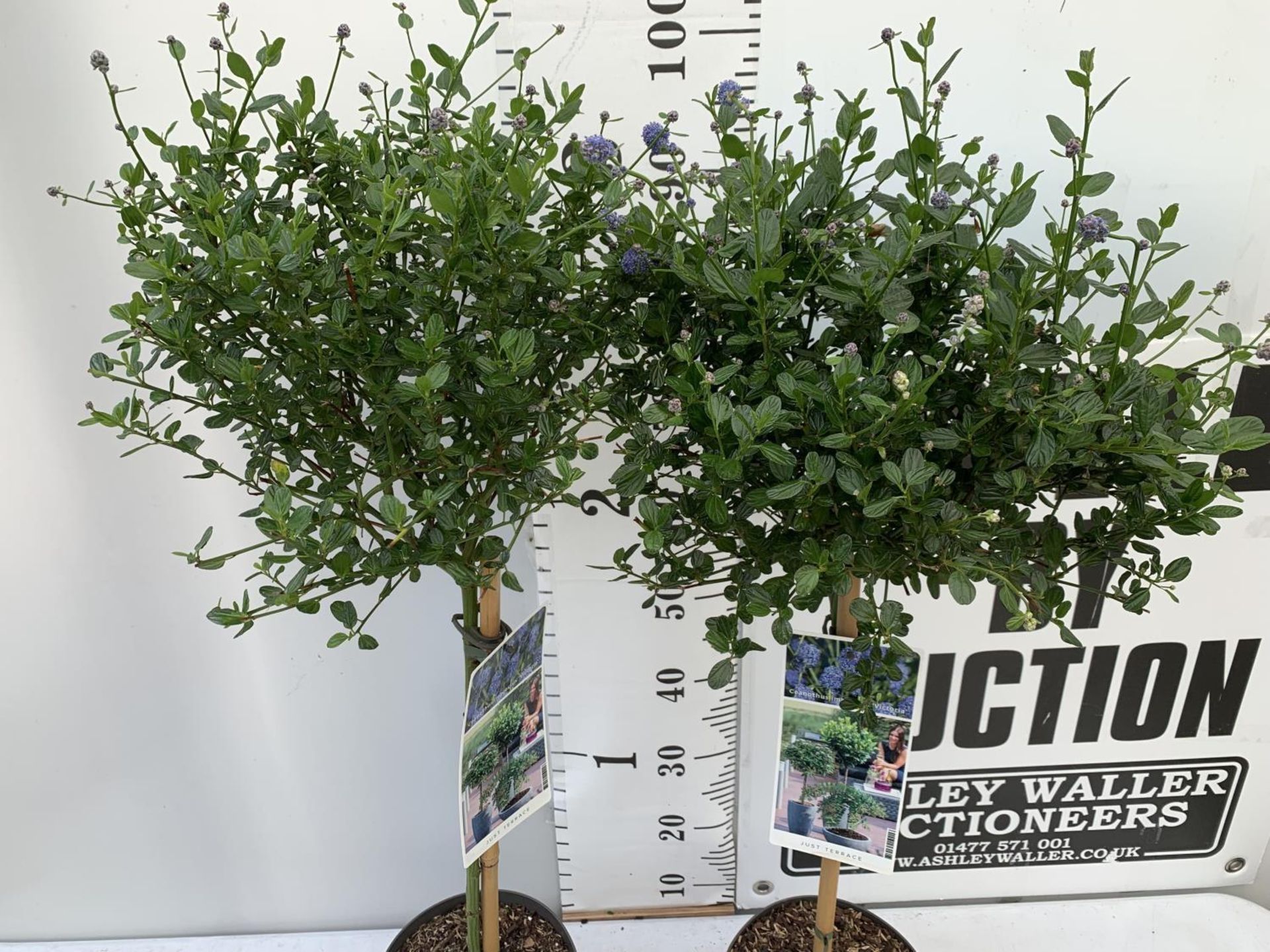 TWO CEANOTHUS IMPRESSUS STANDARD TREES 'VICTORIA' IN FLOWER APPROX A METRE IN HEIGHT IN 3 LTR POTS - Image 6 of 8