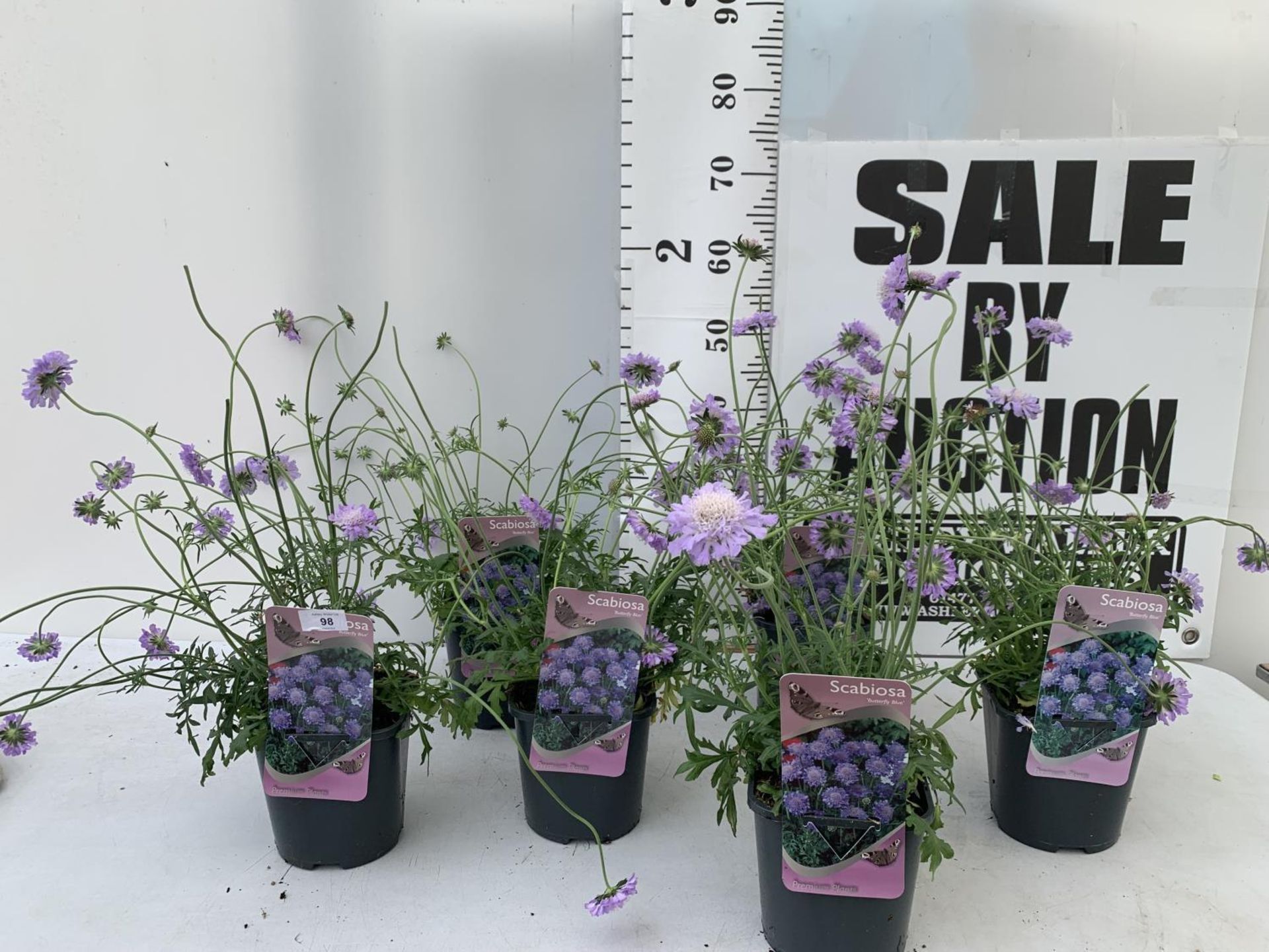 SIX SCABIOSA BUTTERFLY BLUE IN 2 LTR POTS 50-60CM TALL TO BE SOLD FOR THE SIX PLUS VAT - Image 2 of 8