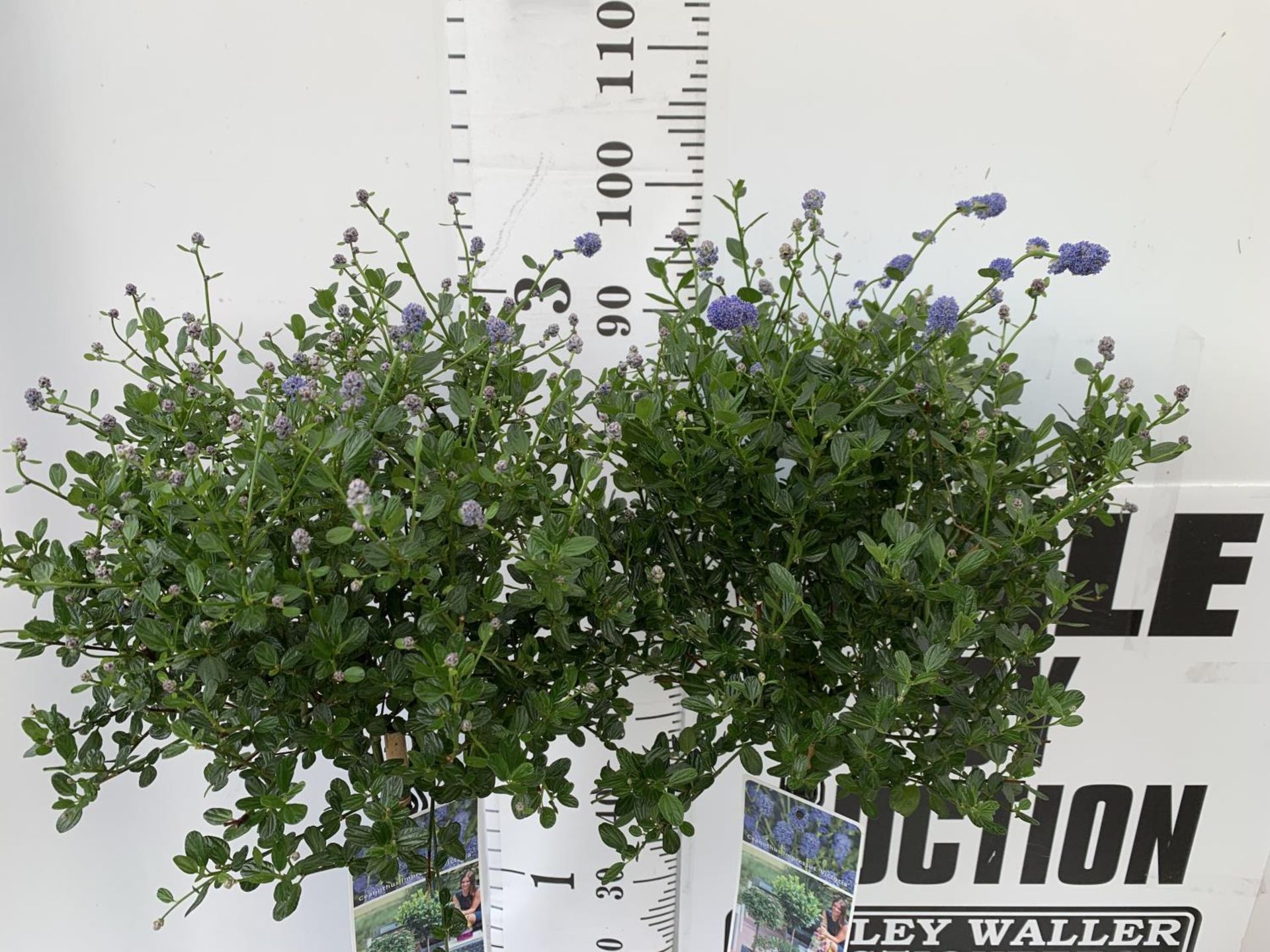 TWO CEANOTHUS IMPRESSUS STANDARD TREES 'VICTORIA' IN FLOWER APPROX 110CM IN HEIGHT IN 3LTR POTS PLUS - Image 3 of 10