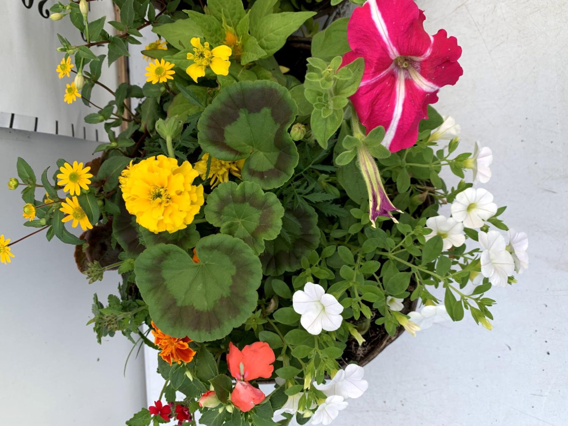 TWO WICKER HANGING BASKETS PLANTED WITH VARIOUS BASKET PLANTS INCLUDING MARIGOLD PETUNIA VERBENA - Image 5 of 12