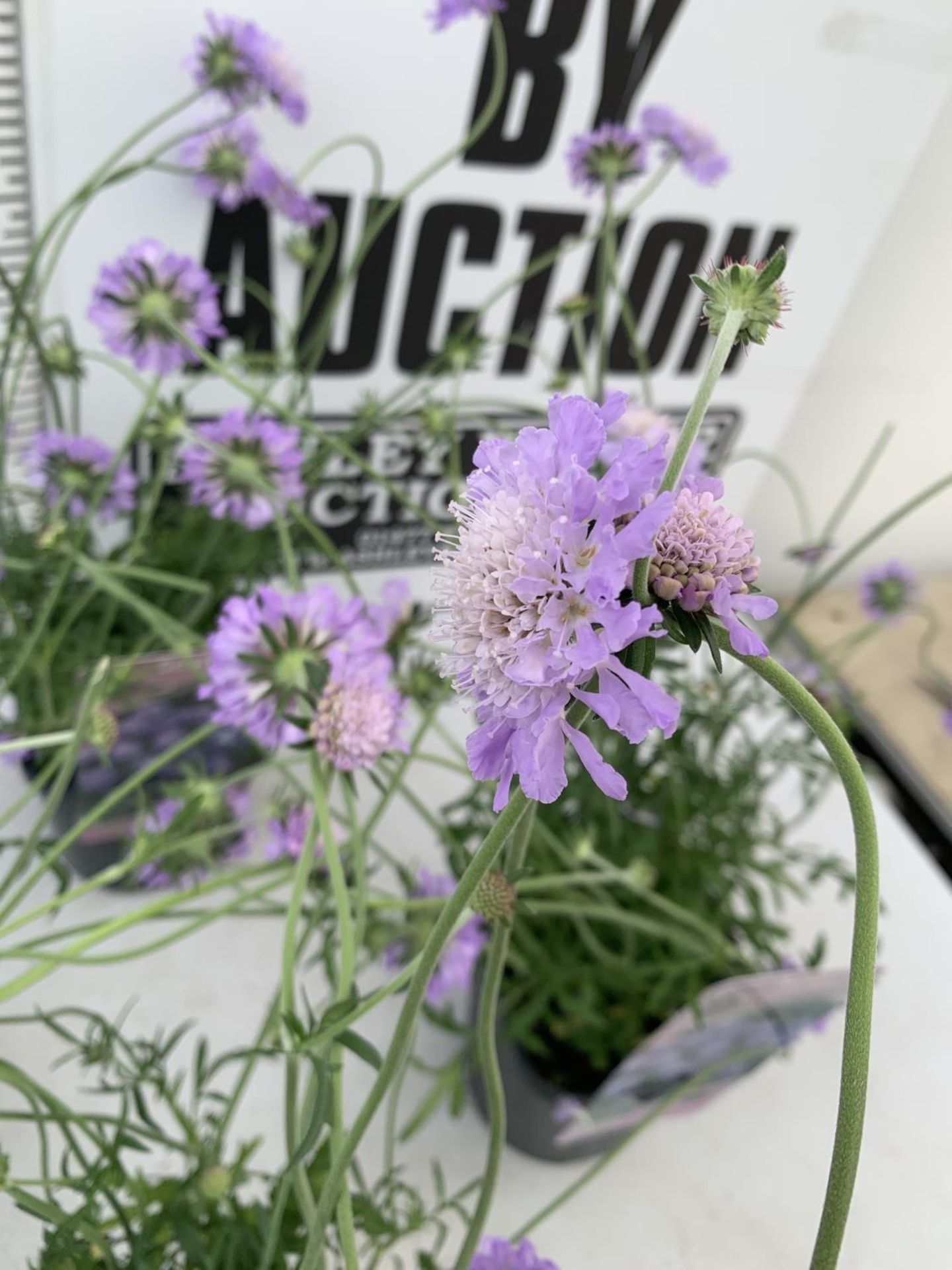 SIX SCABIOSA BUTTERFLY BLUE IN 2 LTR POTS 50-60CM TALL TO BE SOLD FOR THE SIX PLUS VAT - Image 6 of 8