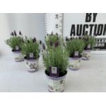 SIX LAVENDULA LAVENDER ST ANOUK COLLECTION IN DECORATIVE METAL POTS TO BE SOLD FOR THE SIX NO VAT