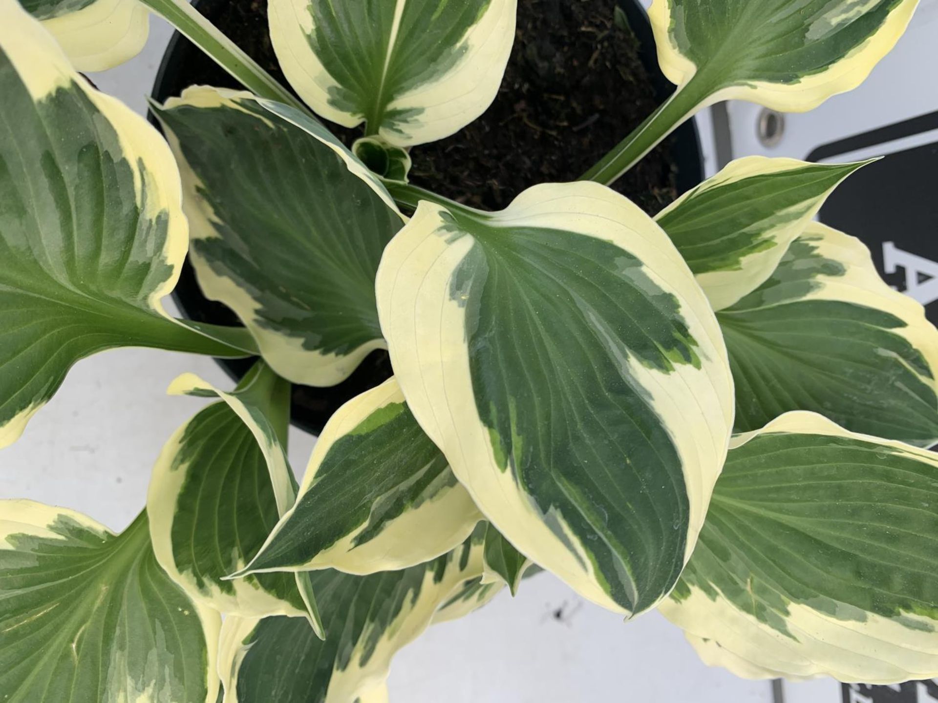 THREE MIXED VARIETY HOSTAS TO INCLUDE WIDE BRIM, HALCYON AND PATRIOT IN 3 LTR POTS 30CM TALL TO BE - Image 10 of 16