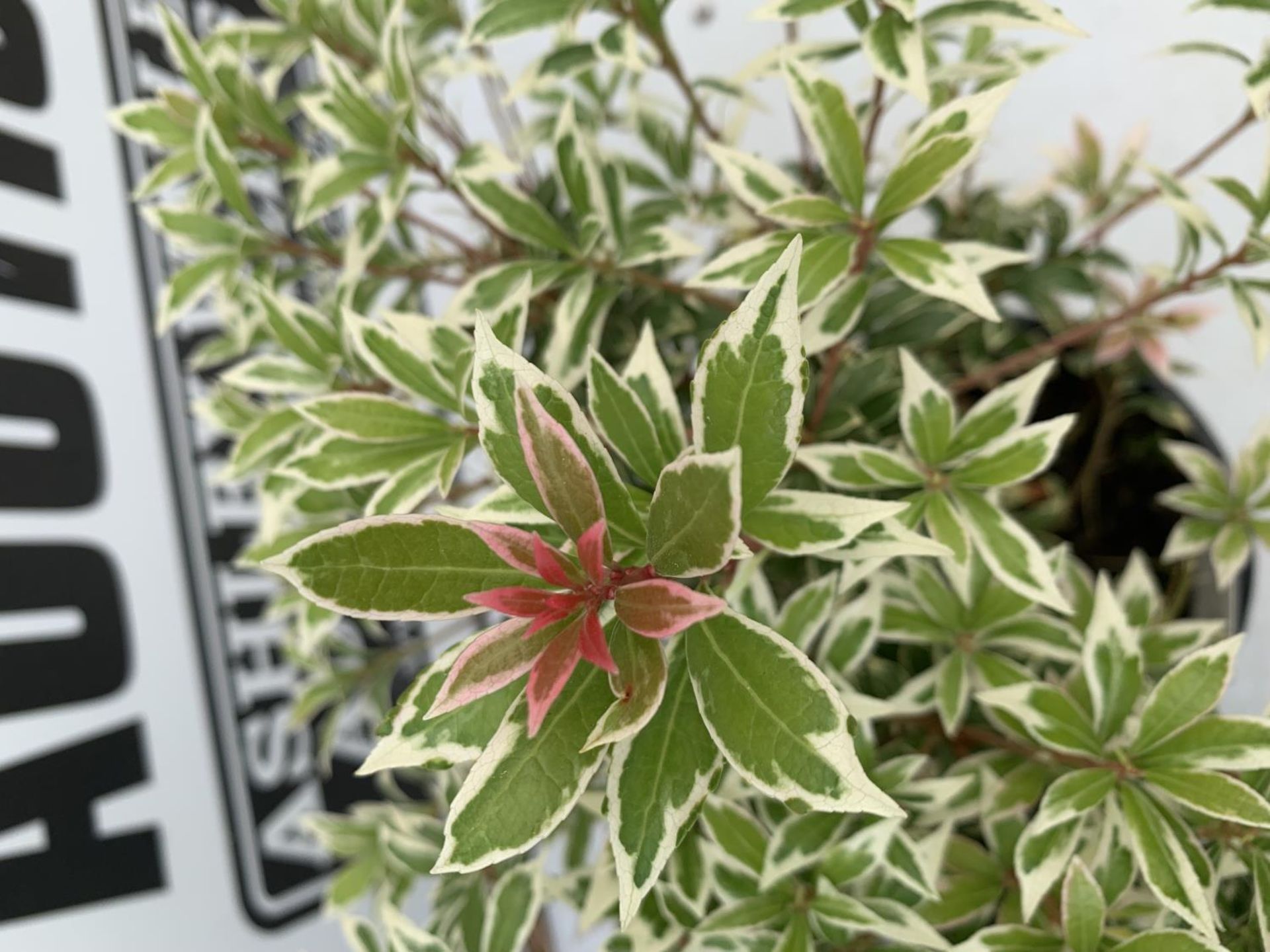 THREE PIERIS LITTLE HEATH 45CM TALL IN 2 LTR POTS TO BE SOLD FOR THE THREE PLUS VAT - Image 6 of 8