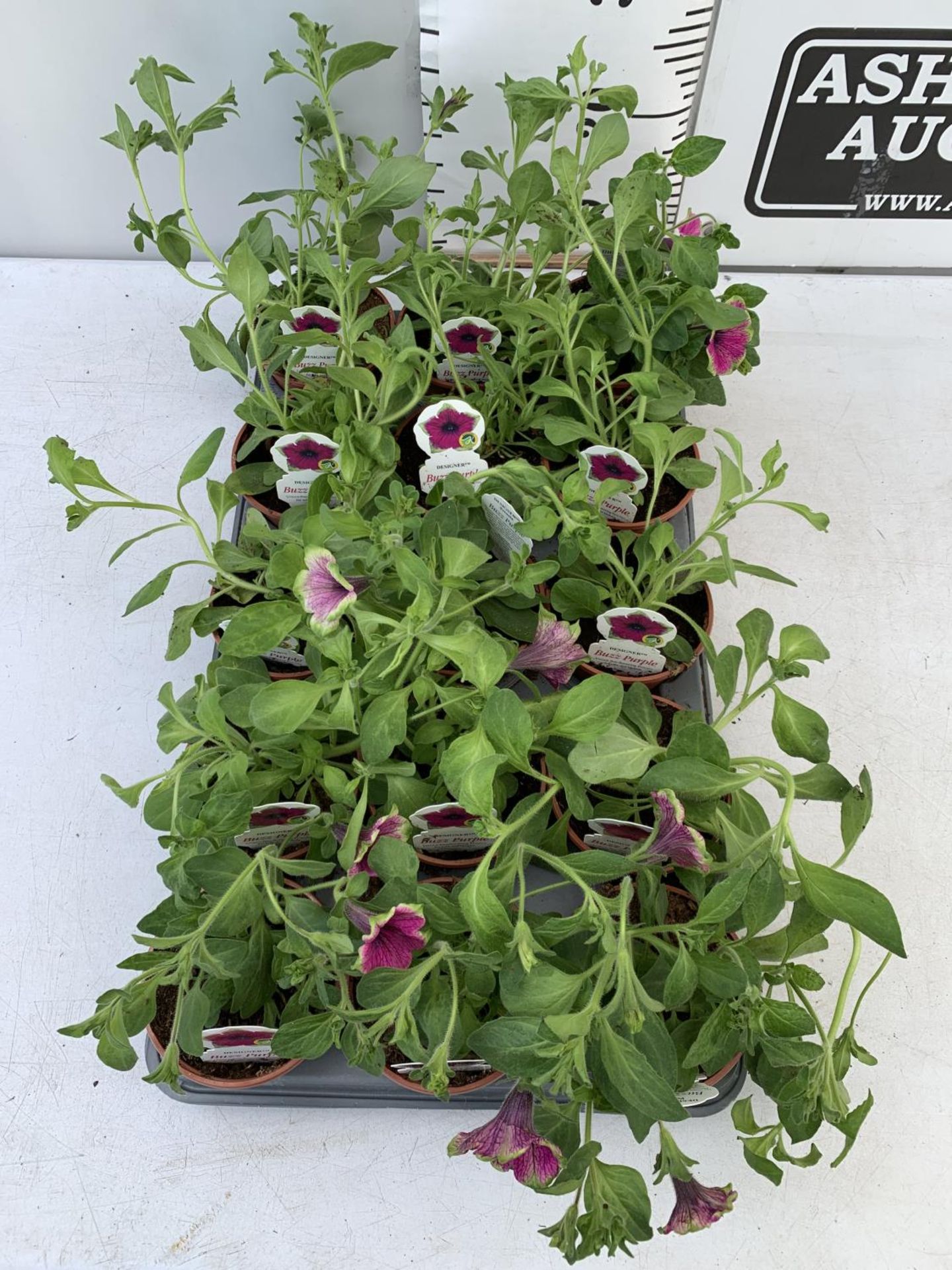 FIFTEEN PETUNIA BUZZ PURPLE BASKET PLANTS IN P9 POTS PLUS VAT TO BE SOLD FOR THE FIFTEEN - Image 3 of 6