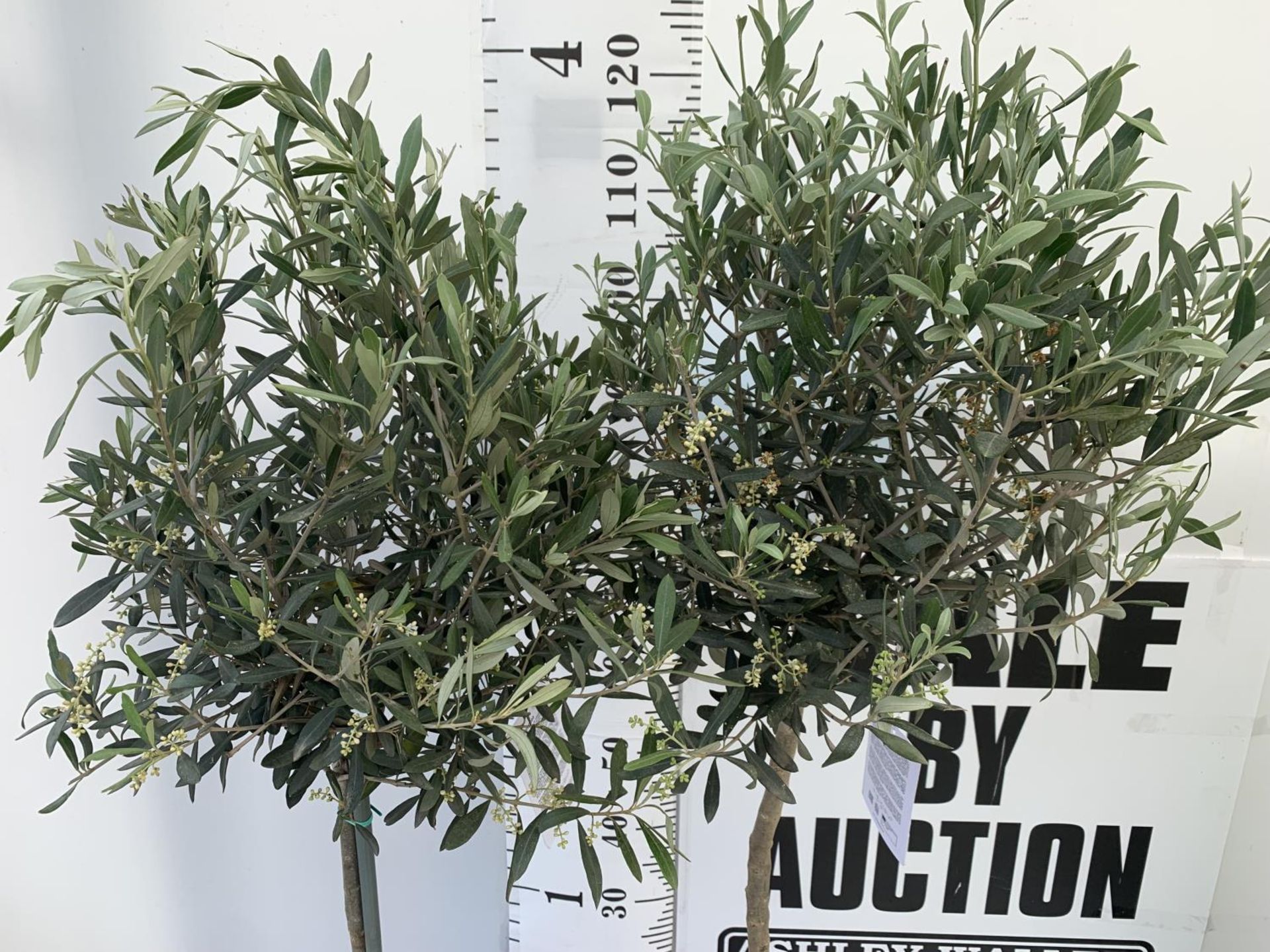 TWO OLIVE EUROPEA STANDARD TREES APPROX 120CM IN HEIGHT IN 3LTR POTS NO VAT TO BE SOLD FOR THE TWO - Image 5 of 9