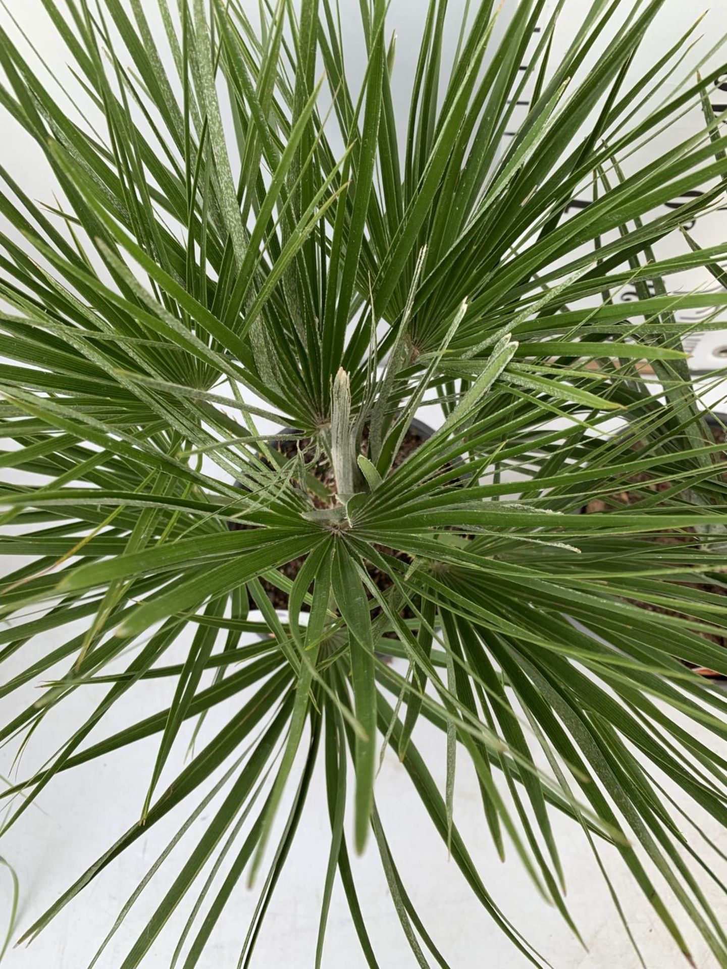 TWO CHAMAEROPS HUMILIS HARDY IN 3 LTR POTS APPROX 70CM IN HEIGHT PLUS VAT TO BE SOLD FOR THE TWO - Image 5 of 10