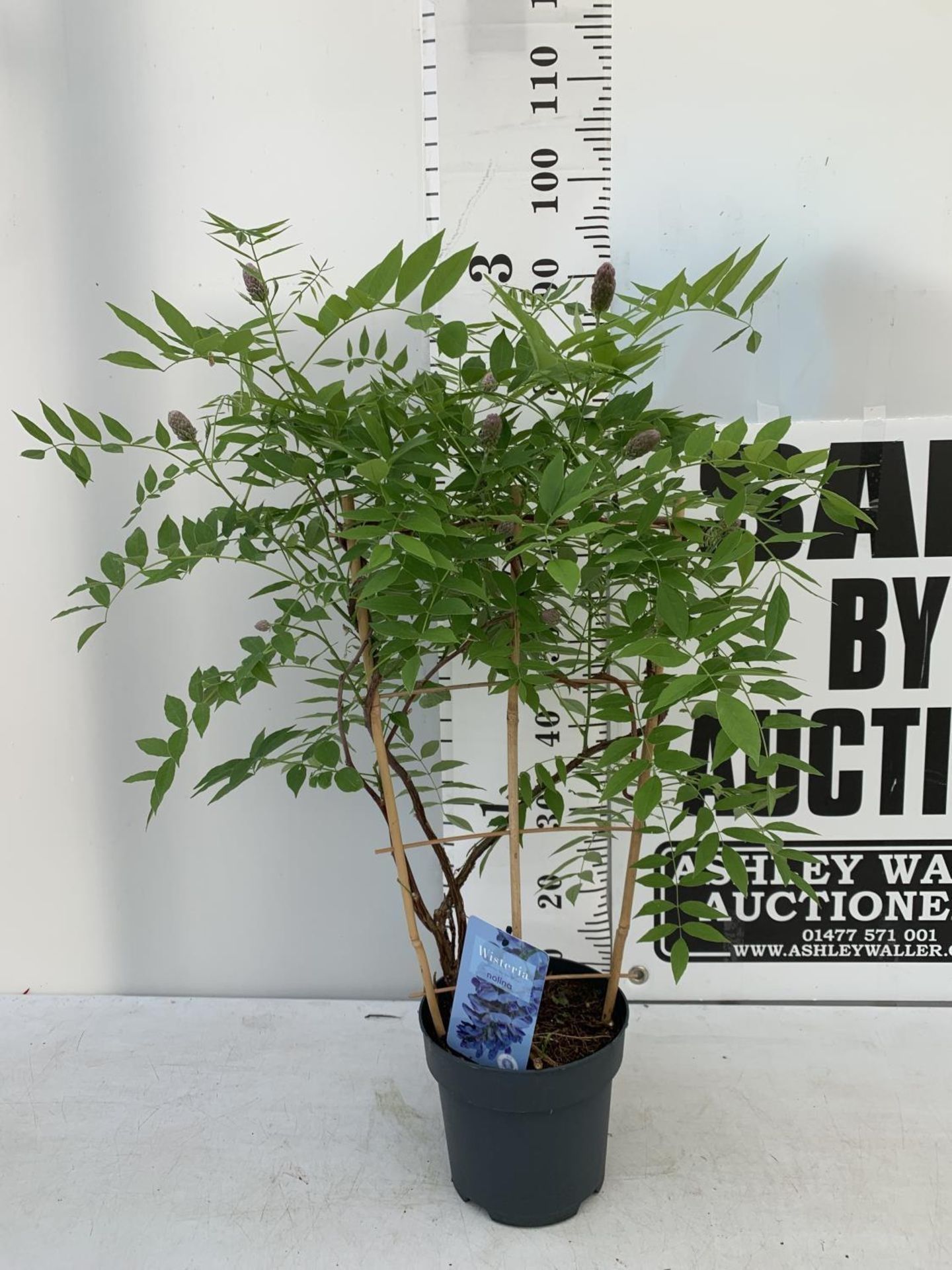 A WISTERIA AMETHYST FALLS ON A FRAME PATIO READY IN A 3 LTR POT 90CM TALL PLUS VAT - Image 2 of 8