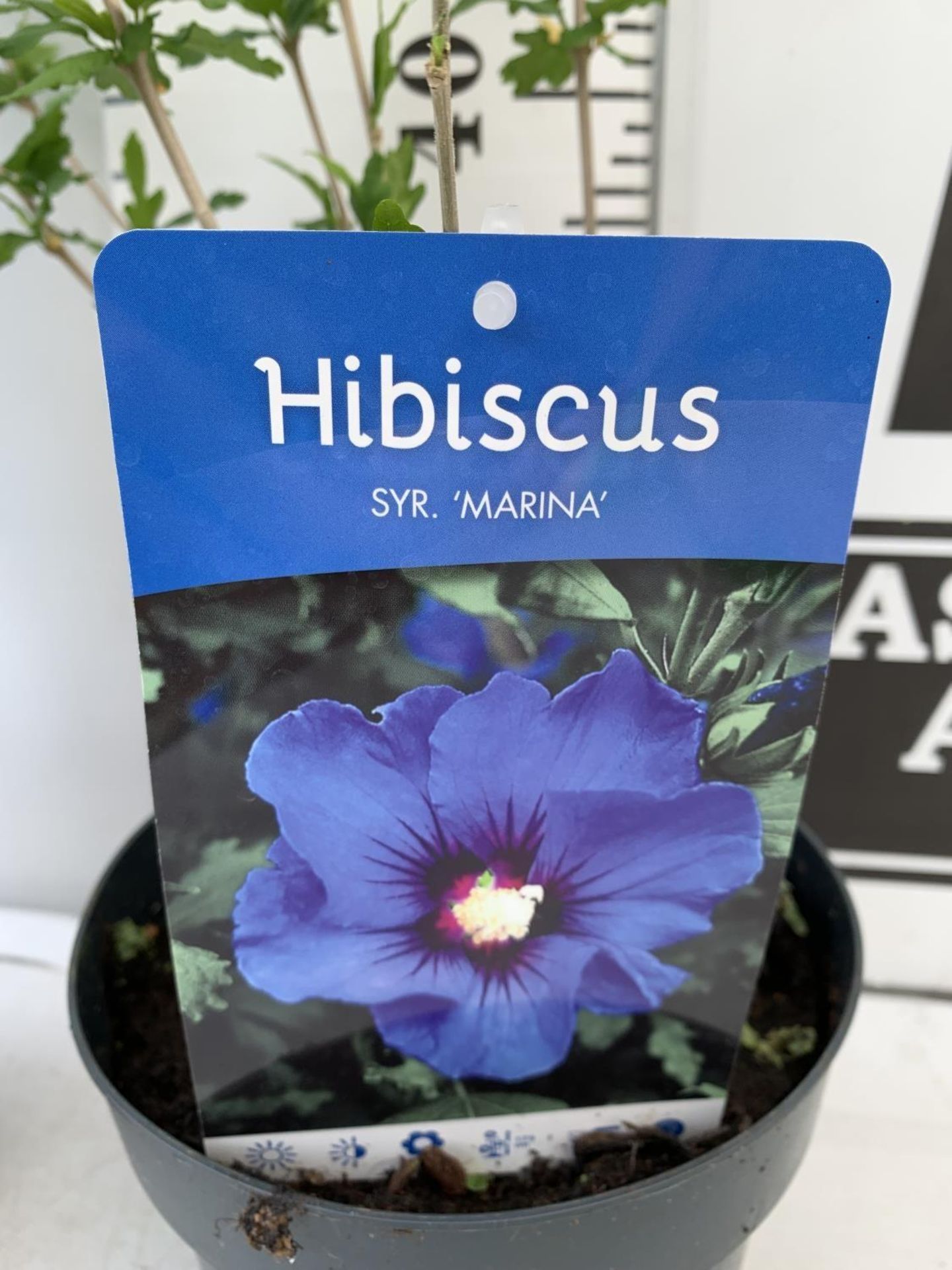 TWO HIBISCUS SYRIACUS BLUE 'MARINA' AND 'ARDENS' LIGHT PURPLE/ PINK APPROX 60CM- 80CM IN HEIGHT IN 3 - Image 10 of 14