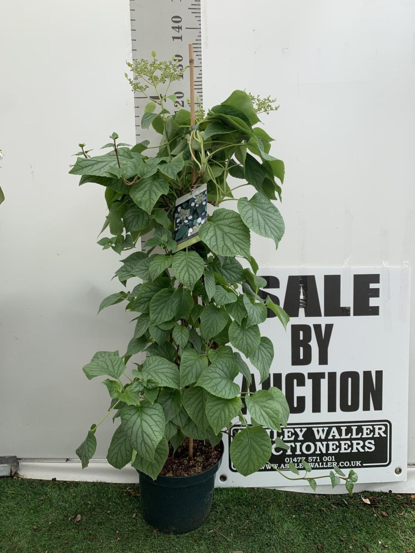 A SCHIZOPHRAGMA HYDRANGEA 'MOONLIGHT' IN A 7.5 LTR POT 120CM IN HEIGHT PLUS VAT - Image 2 of 8
