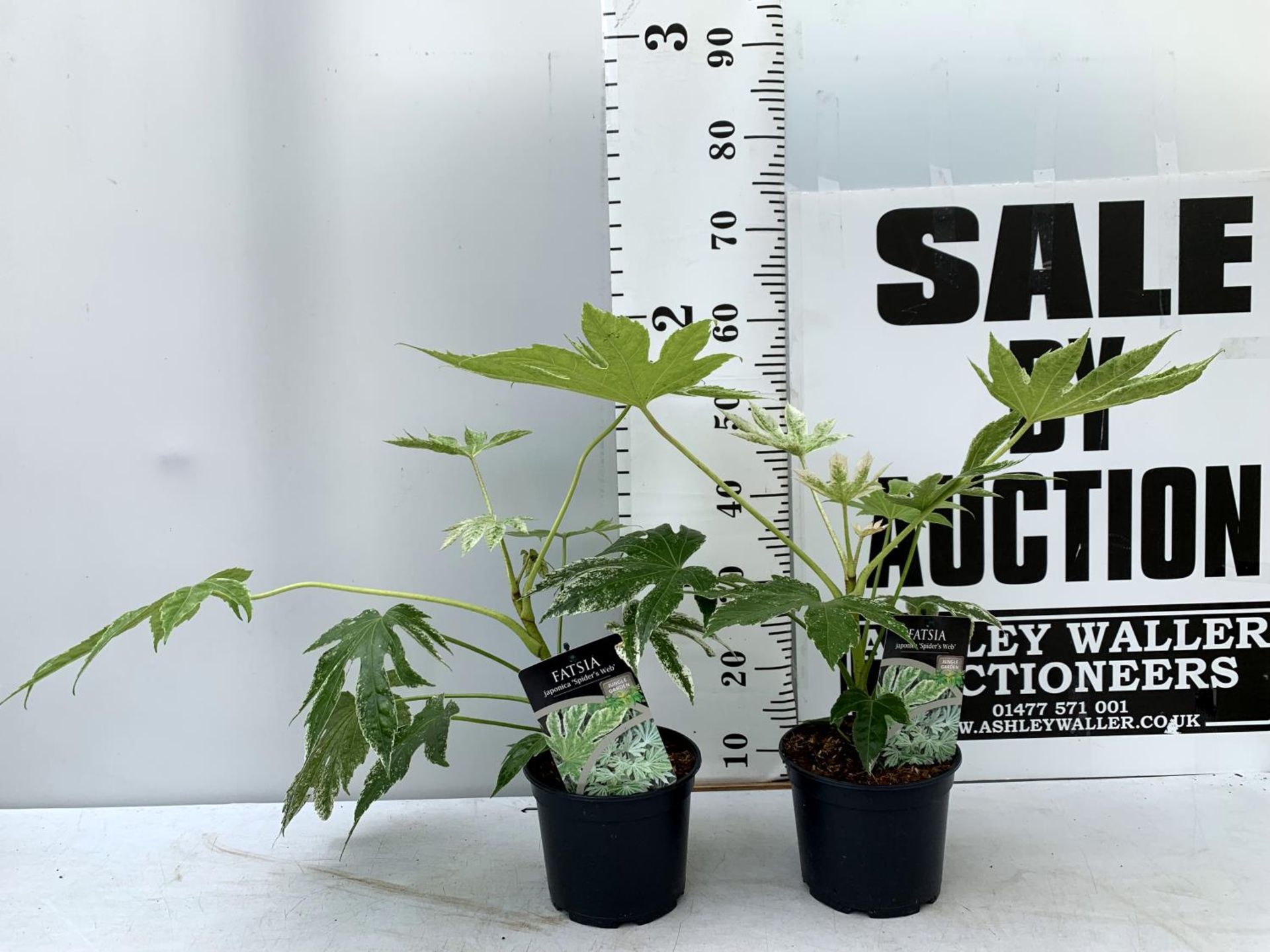 TWO FATSIA JAPONICA 'SPIDERS WEB' IN 2 LTR POTS 60CM TALL PLUS VAT TO BE SOLD FOR THE TWO