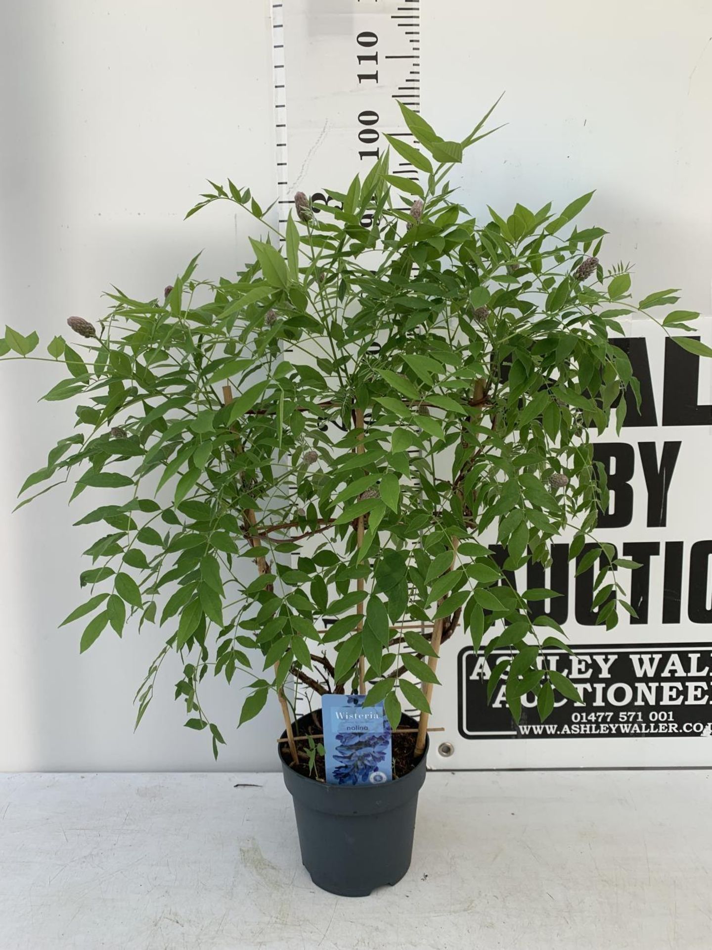 A WISTERIA AMETHYST FALLS ON A FRAME PATIO READY IN A 3 LTR POT 95CM TALL PLUS VAT - Image 2 of 8