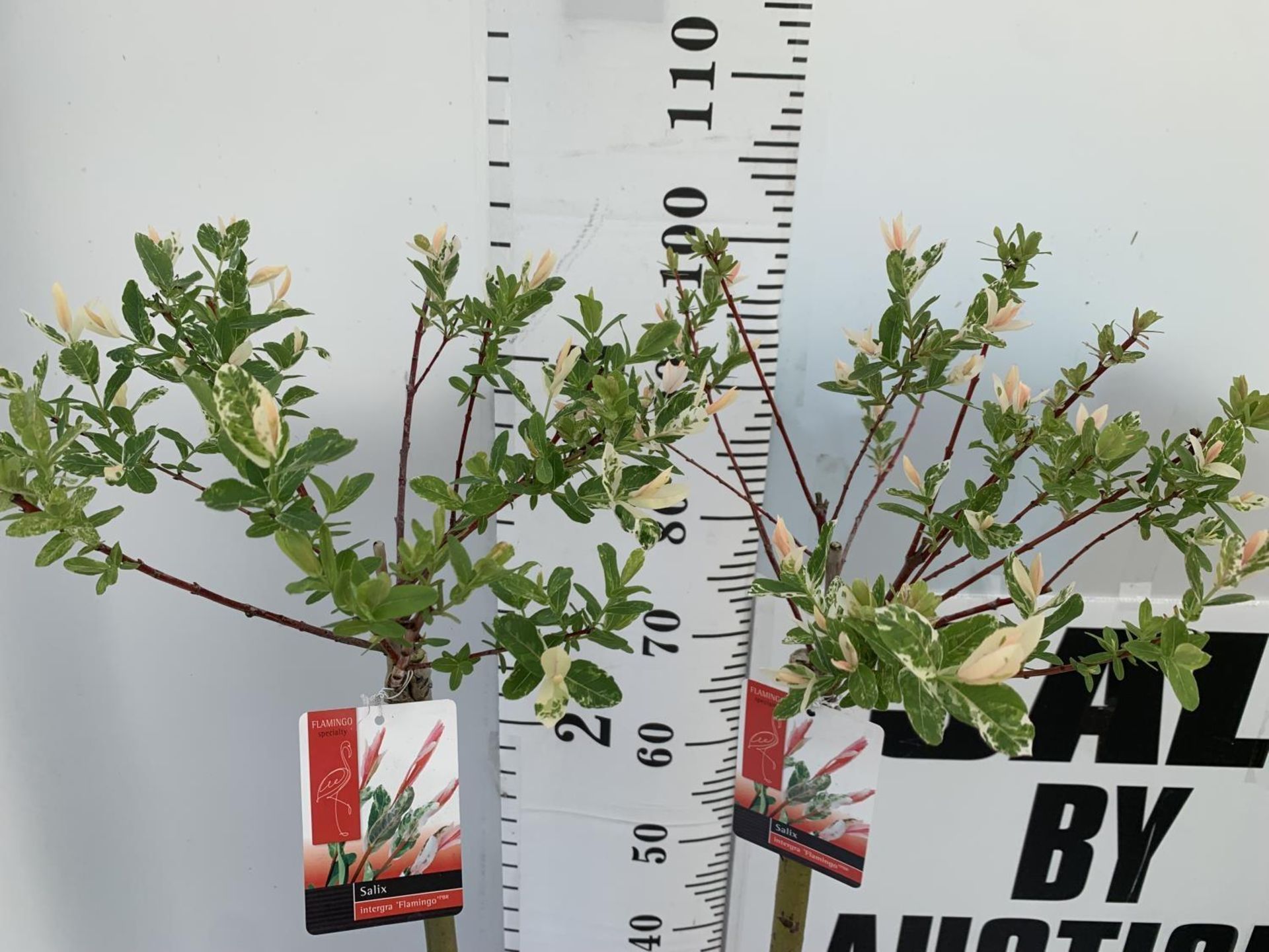 TWO STANDARD SALIX INTEGRA 'FLAMINGO' OVER 110CM IN HEIGHT IN 3 LTR POTS PLUS VAT TO BE SOLD FOR THE - Image 4 of 8