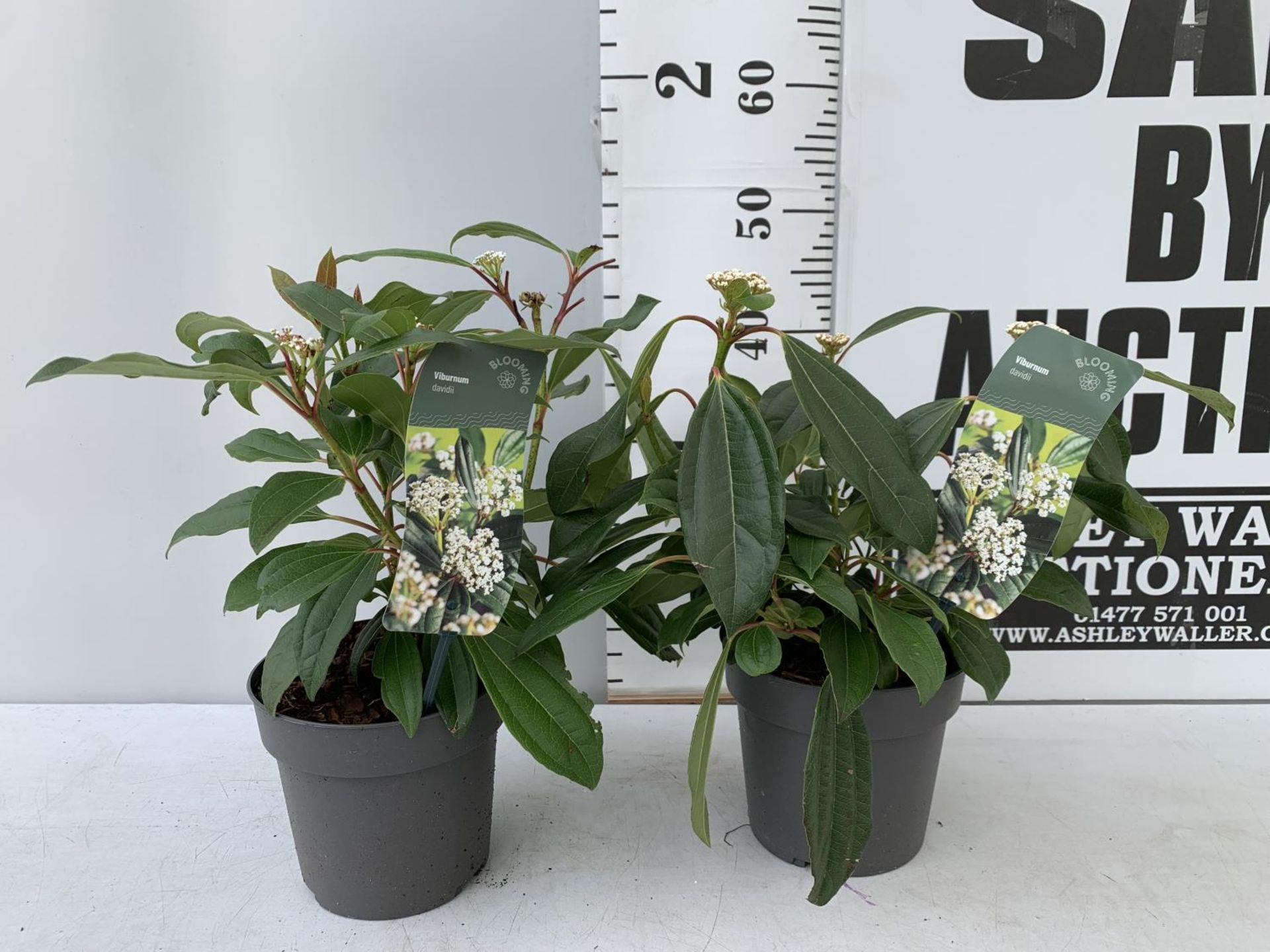TWO VIBURNUM 'DAVIDII' IN 2 LTR POTS APPROX 45CM IN HEIGHT TO BE SOLD FOR THE TWO PLUS VAT