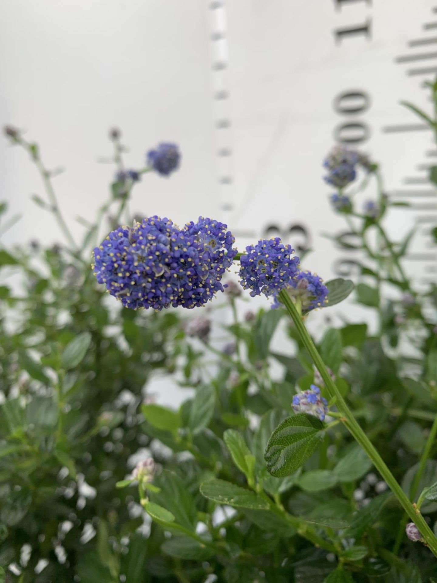 TWO CEANOTHUS IMPRESSUS STANDARD TREES 'VICTORIA' IN FLOWER APPROX 110CM IN HEIGHT IN 3LTR POTS PLUS - Image 7 of 10