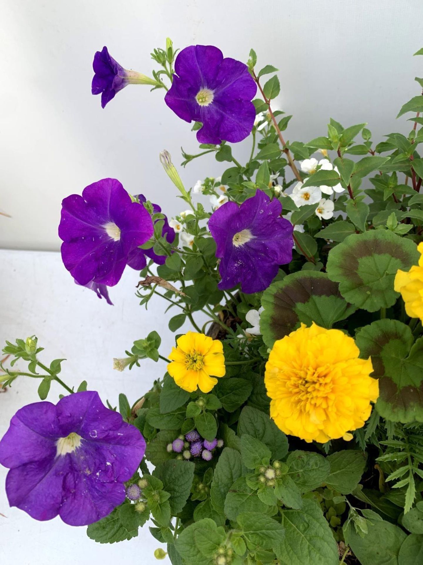 TWO LARGE TUBS PLANTED WITH VARIOUS PLANTS INC MARIGOLDS PETUNIAS FUCHSIA BACOPA ETC IN 10 LTR - Image 8 of 8