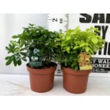 TWO LARGE CHOISYA TERNATA 'BRICA' IN 5 LTR POTS APPROX 55CM IN HEIGHT PLUS VAT TO BE SOLD FOR THE