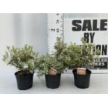 THREE PIERIS LITTLE HEATH 45CM TALL IN 2 LTR POTS TO BE SOLD FOR THE THREE PLUS VAT