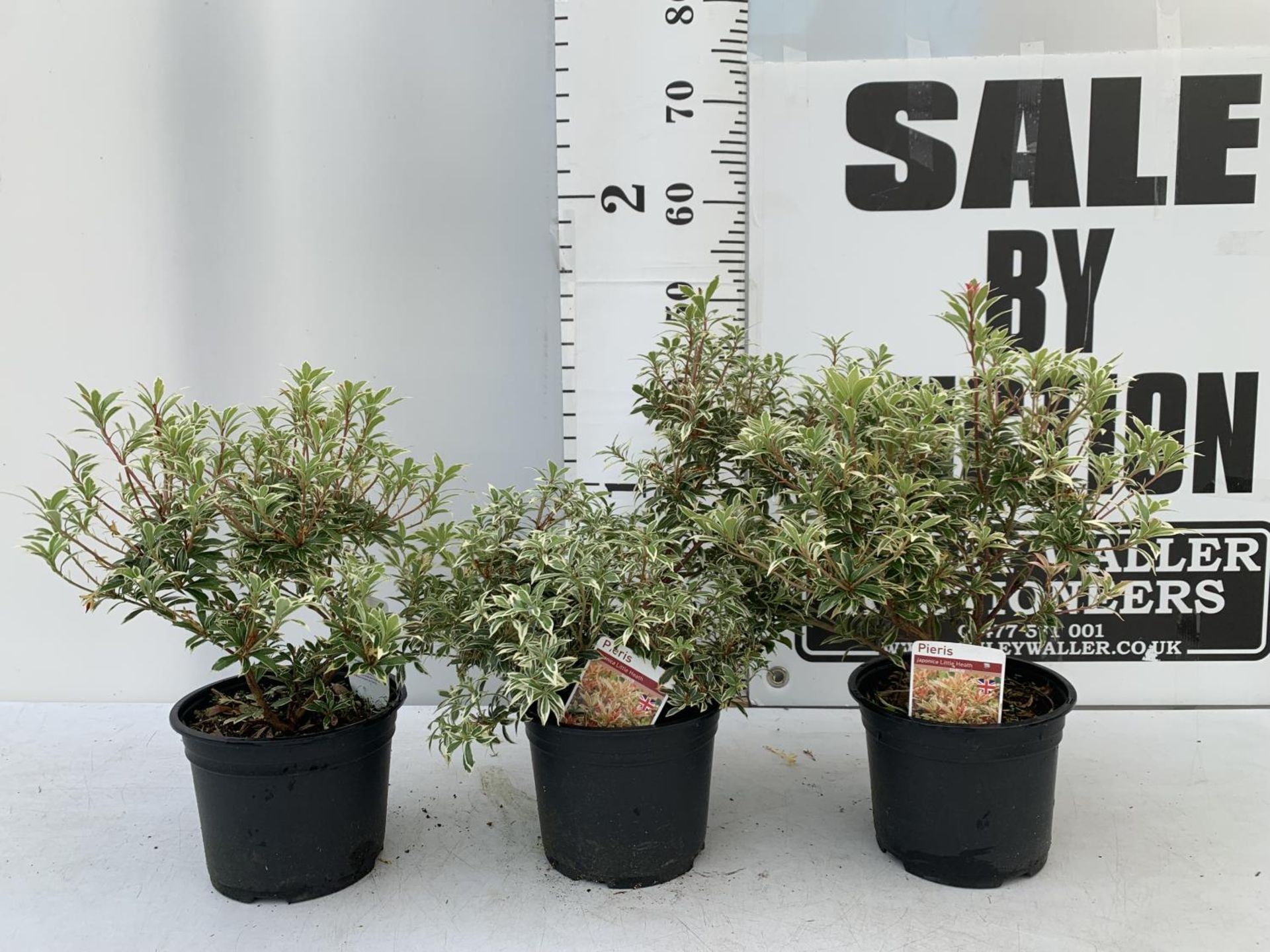 THREE PIERIS LITTLE HEATH 45CM TALL IN 2 LTR POTS TO BE SOLD FOR THE THREE PLUS VAT