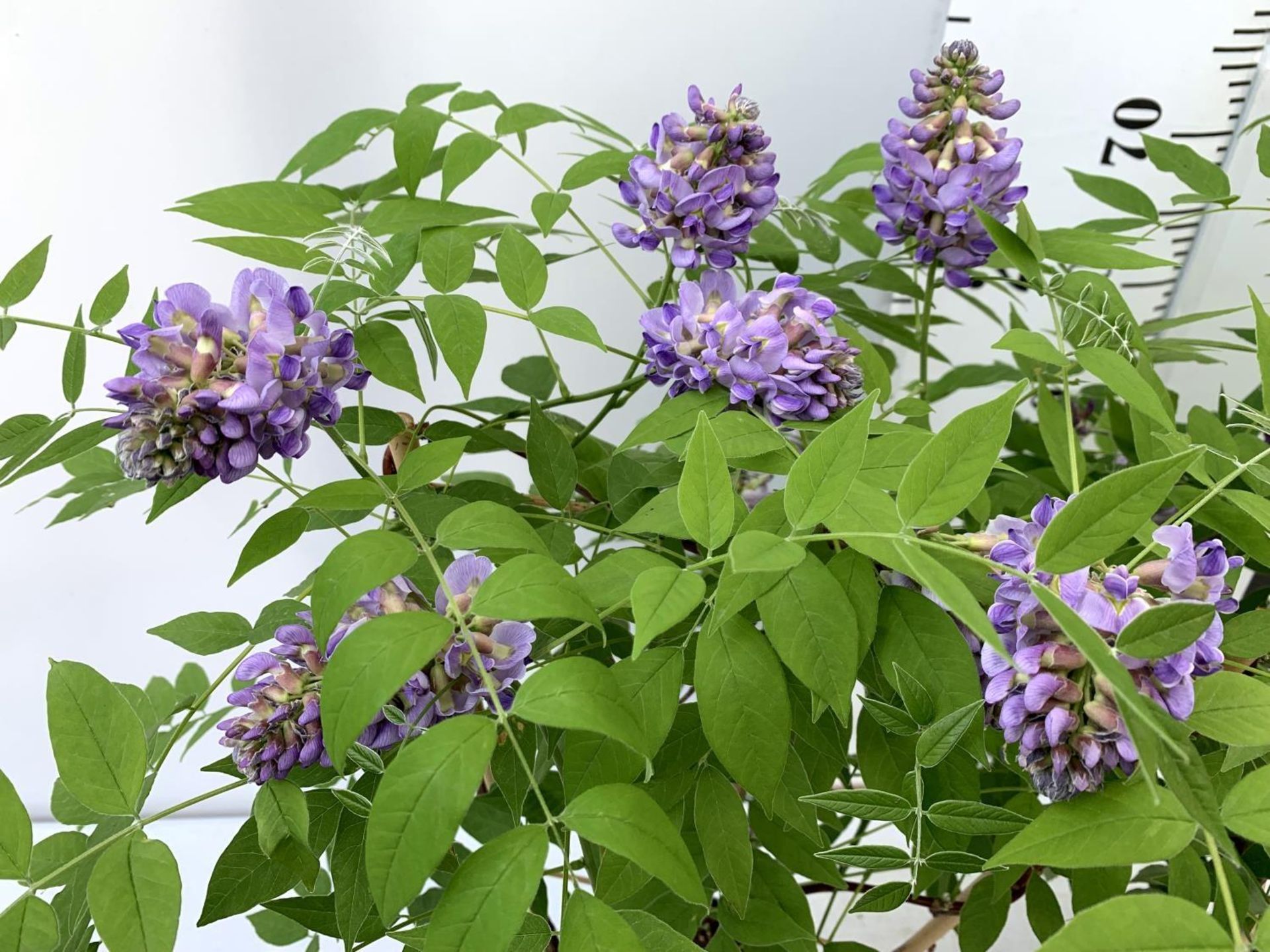 TWO WISTERIA AMETHYST FALLS WITH FLOWERS ON A FRAME PATIO READY IN A 3 LTR POT 90CM TALL PLUS VAT TO - Image 6 of 10