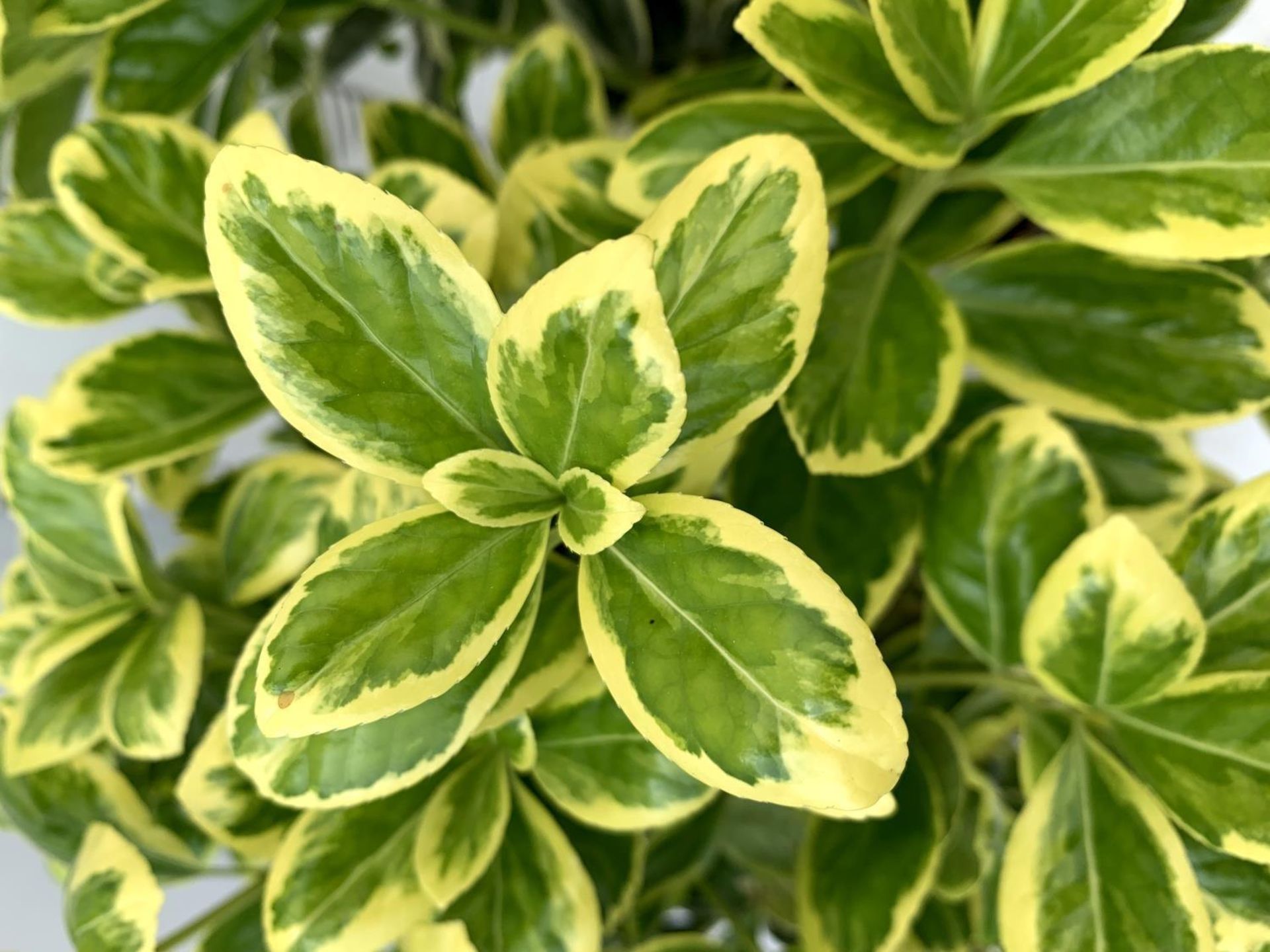 TWO EUONYMUS JAPONICUS STANDARD TREES APPROX 70CM IN HEIGHT IN 2 LTR POTS PLUS VAT TO BE SOLD FOR - Image 6 of 6