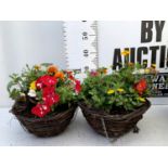 TWO WICKER HANGING BASKETS PLANTED WITH VARIOUS BEDDING PLANTS INCLUDING MARIGOLD PETUNIA VERBENA