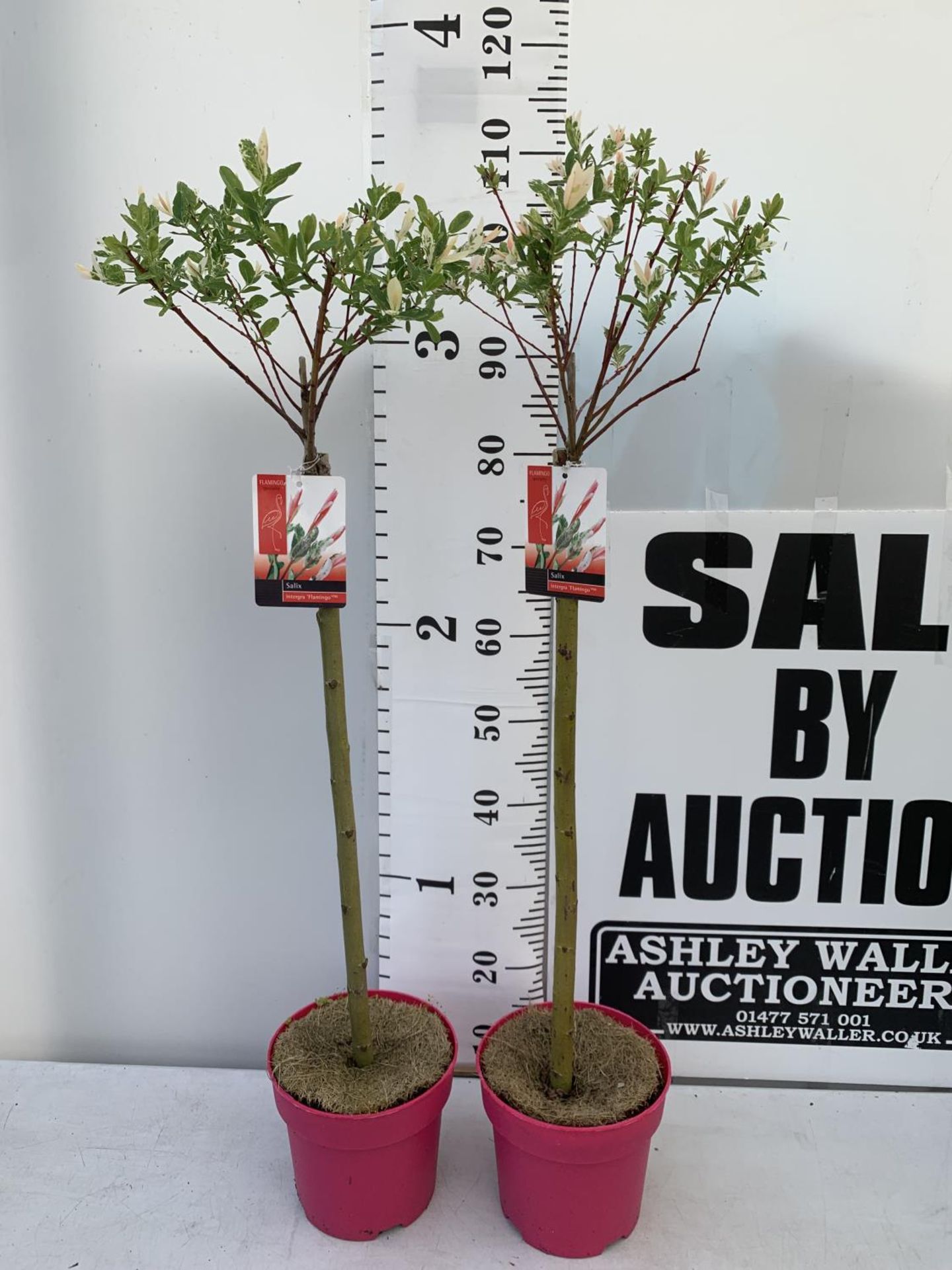 TWO STANDARD SALIX INTEGRA 'FLAMINGO' OVER 110CM IN HEIGHT IN 3 LTR POTS PLUS VAT TO BE SOLD FOR THE