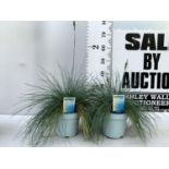 TWO FESTUCA GLAUCA 'INTENSE BLUE' ORNAMENTAL GRASSES IN 2 LTR POTS APPROX 50CM IN HEIGHT PLUS VAT TO