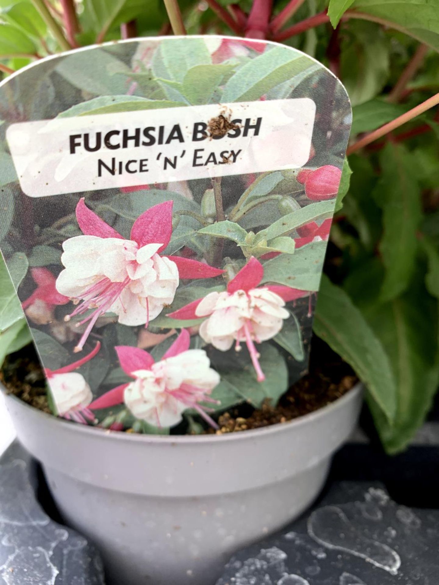 EIGHT FUCHSIA BUSH 'ETERNITY' AND 'NICE AND EASY' IN 1 LTR POTS ON A TRAY PLUS VAT TO BE SOLD FOR - Image 7 of 10