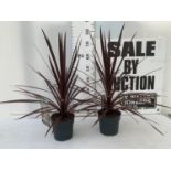 TWO CORDYLINE AUSTRALIS RED STAR IN 2 LTR POTS HEIGHT 80CM PLUS VAT TO BE SOLD FOR THE TWO