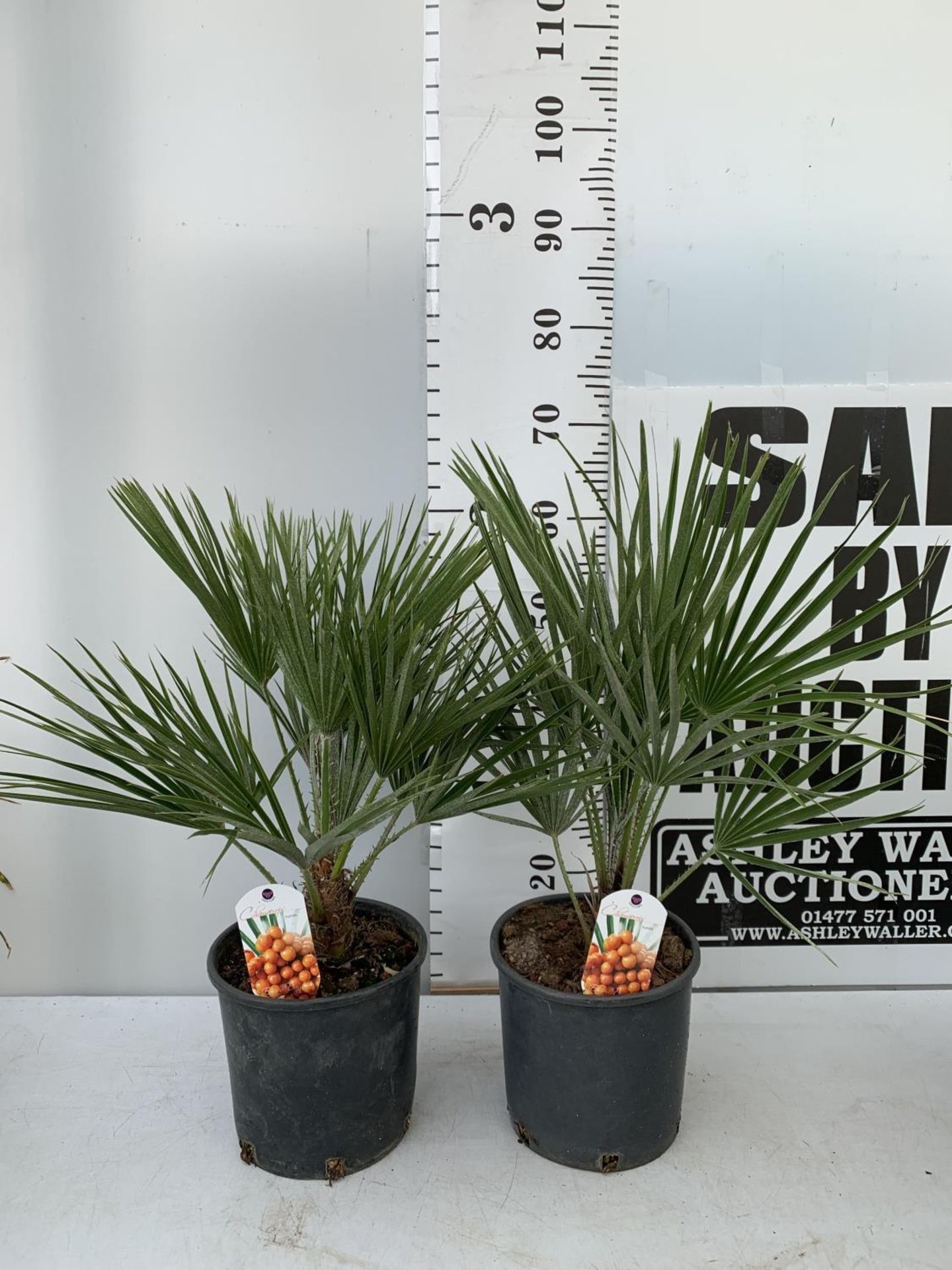 TWO CHAMAEROPS HUMILIS HARDY IN 3 LTR POTS APPROX 70CM IN HEIGHT PLUS VAT TO BE SOLD FOR THE TWO - Image 2 of 10