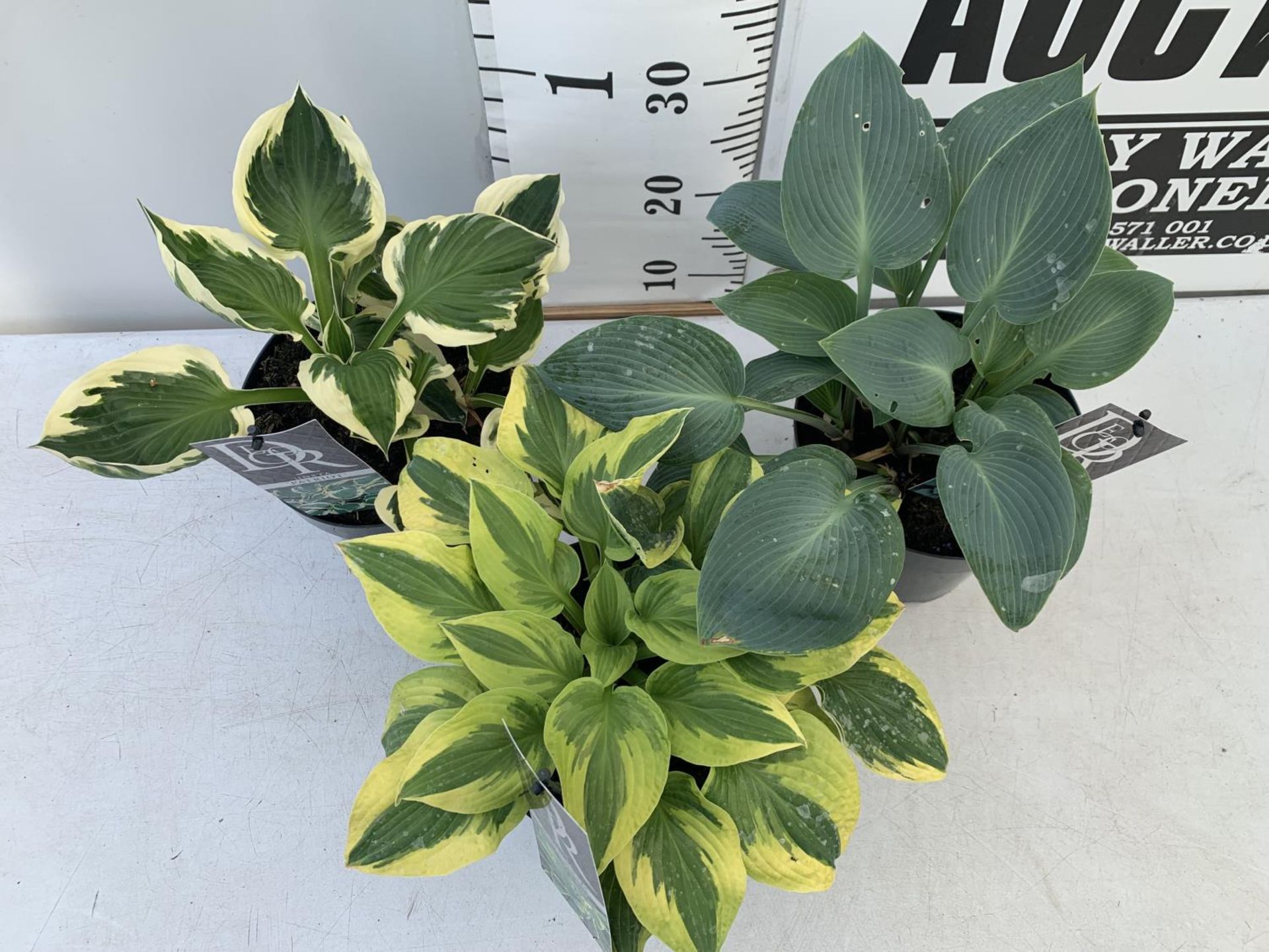 THREE MIXED VARIETY HOSTAS TO INCLUDE WIDE BRIM, HALCYON AND PATRIOT IN 3 LTR POTS 30CM TALL TO BE - Image 5 of 14