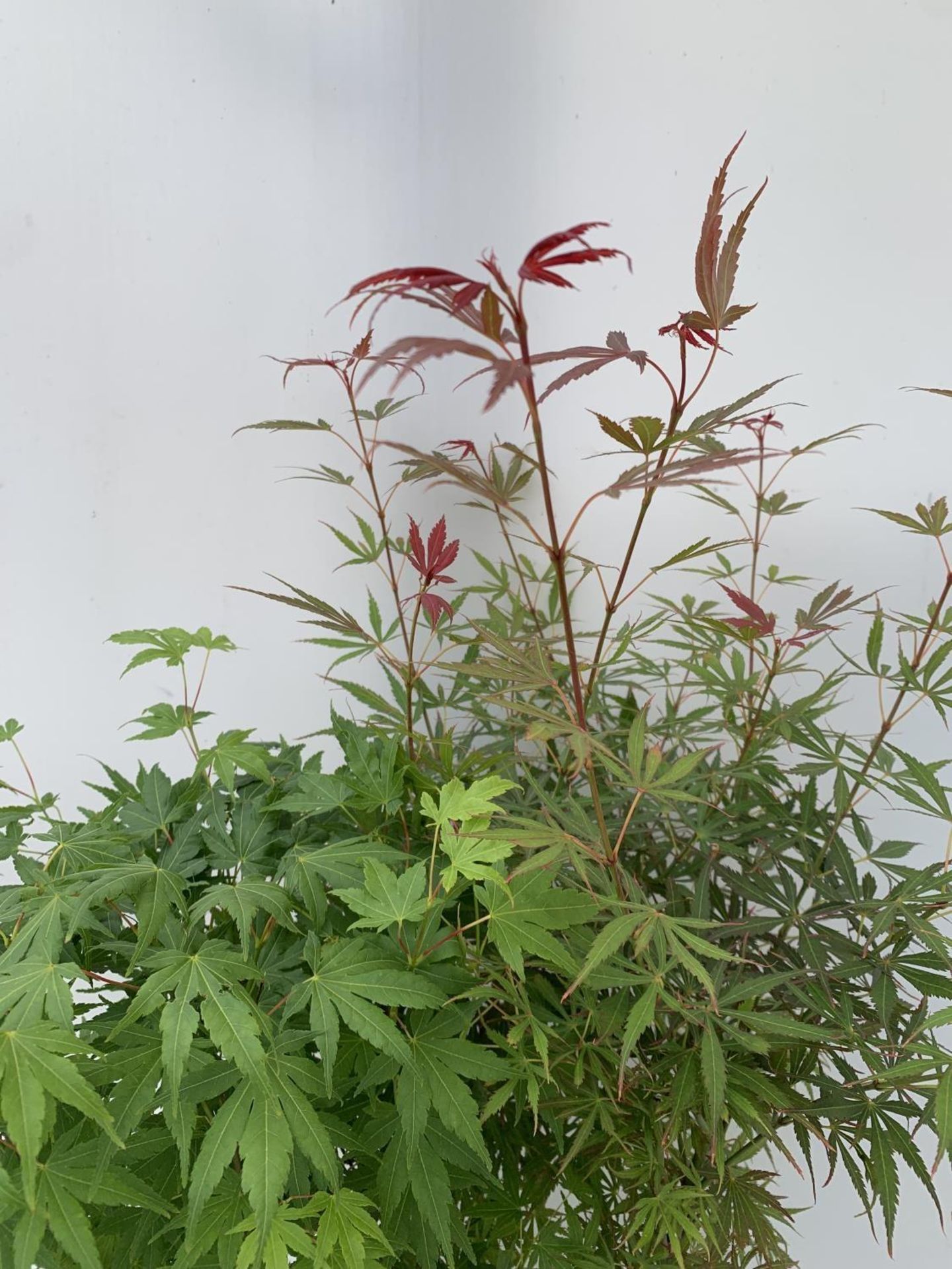 TWO ACER PALMATUM JAPANESE JEWELS IN 3 LTR POTS TO INCLUDE A JERRE SCHWARTZ AND A GOING GREEN APPROX - Image 6 of 12