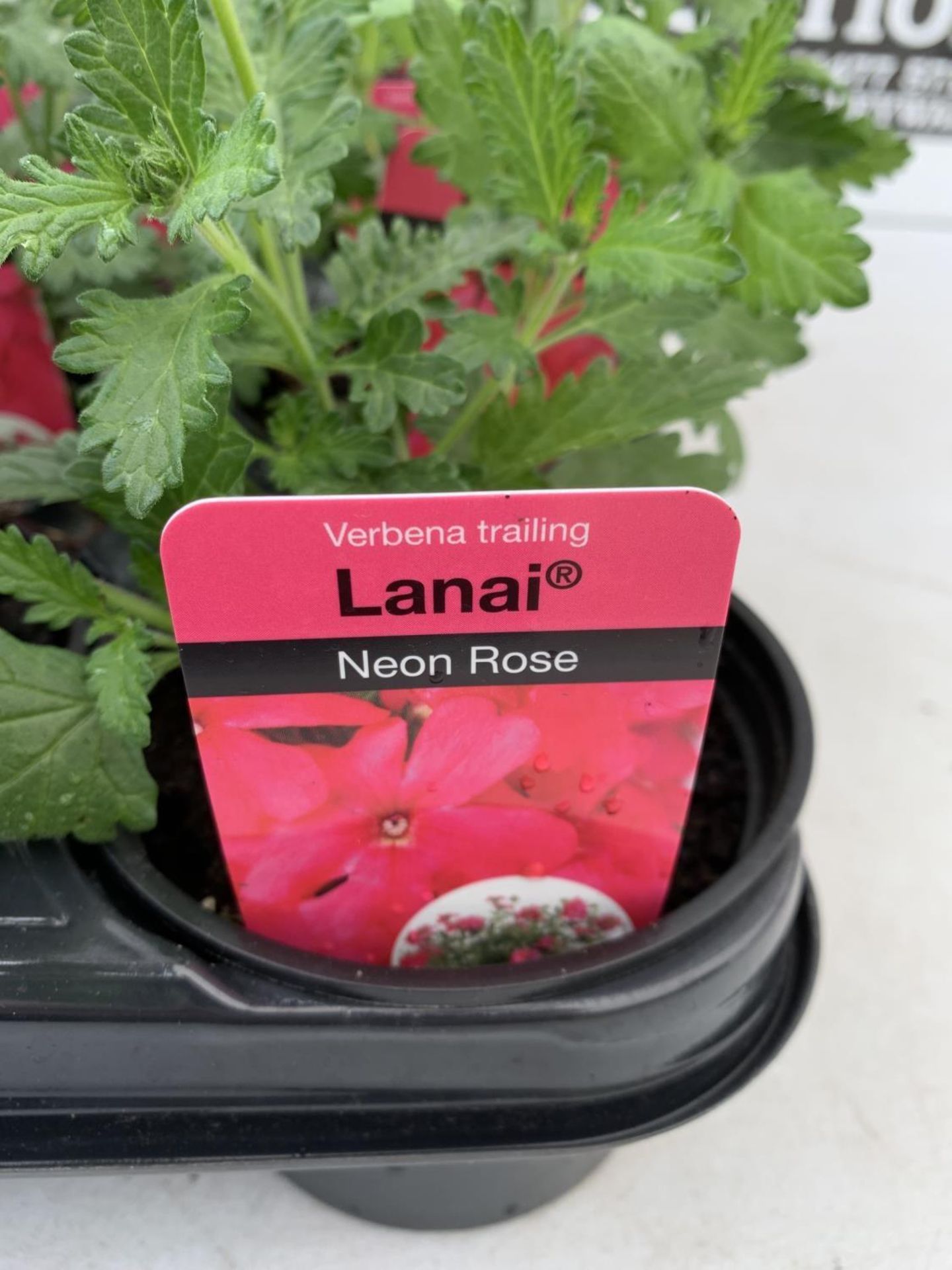 FIFTEEN TRAILING VERBENA LANAI IN NEON ROSE BASKET PLANTS ON A TRAY IN P9 POTS PLUS VAT TO BE SOLD - Image 4 of 5