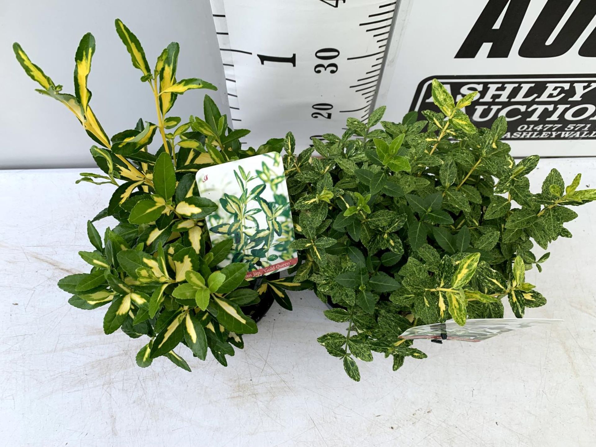 TWO EUONYMOUS FORTUNA 'GOLDEN HARLEQUIN' AND JAPONICA ' GOLD QUEEN' IN 2 LTR POTS APPROX 40CM- - Image 3 of 10
